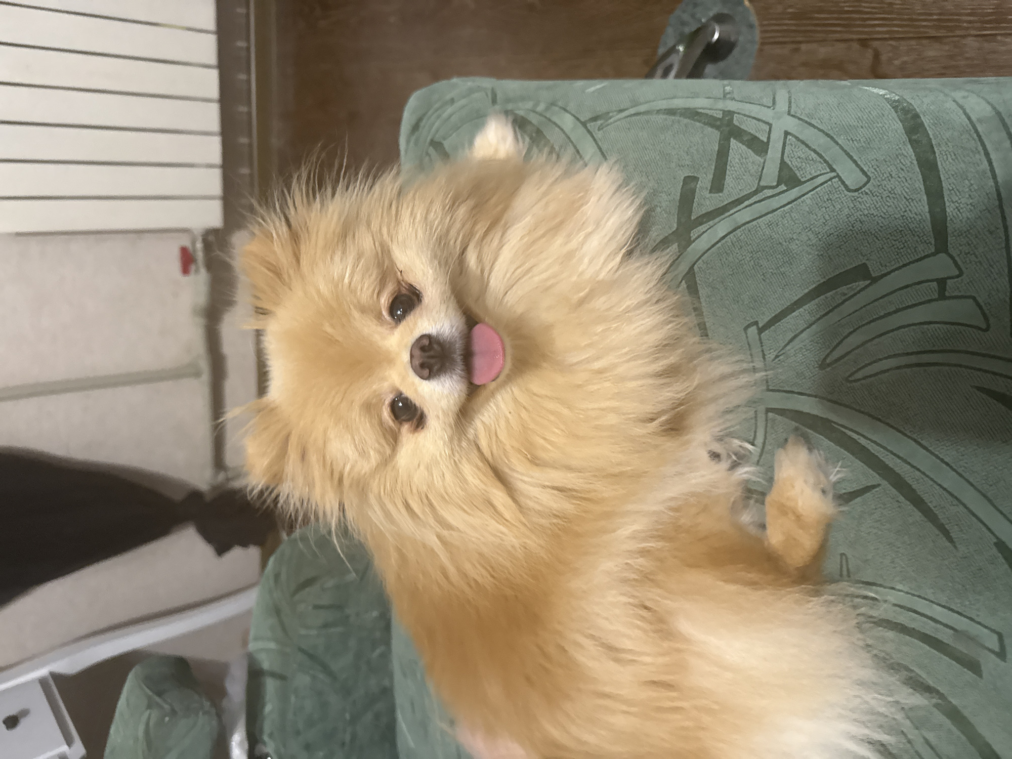 Pomeranian dog relaxing around the house on a lazy afternoon