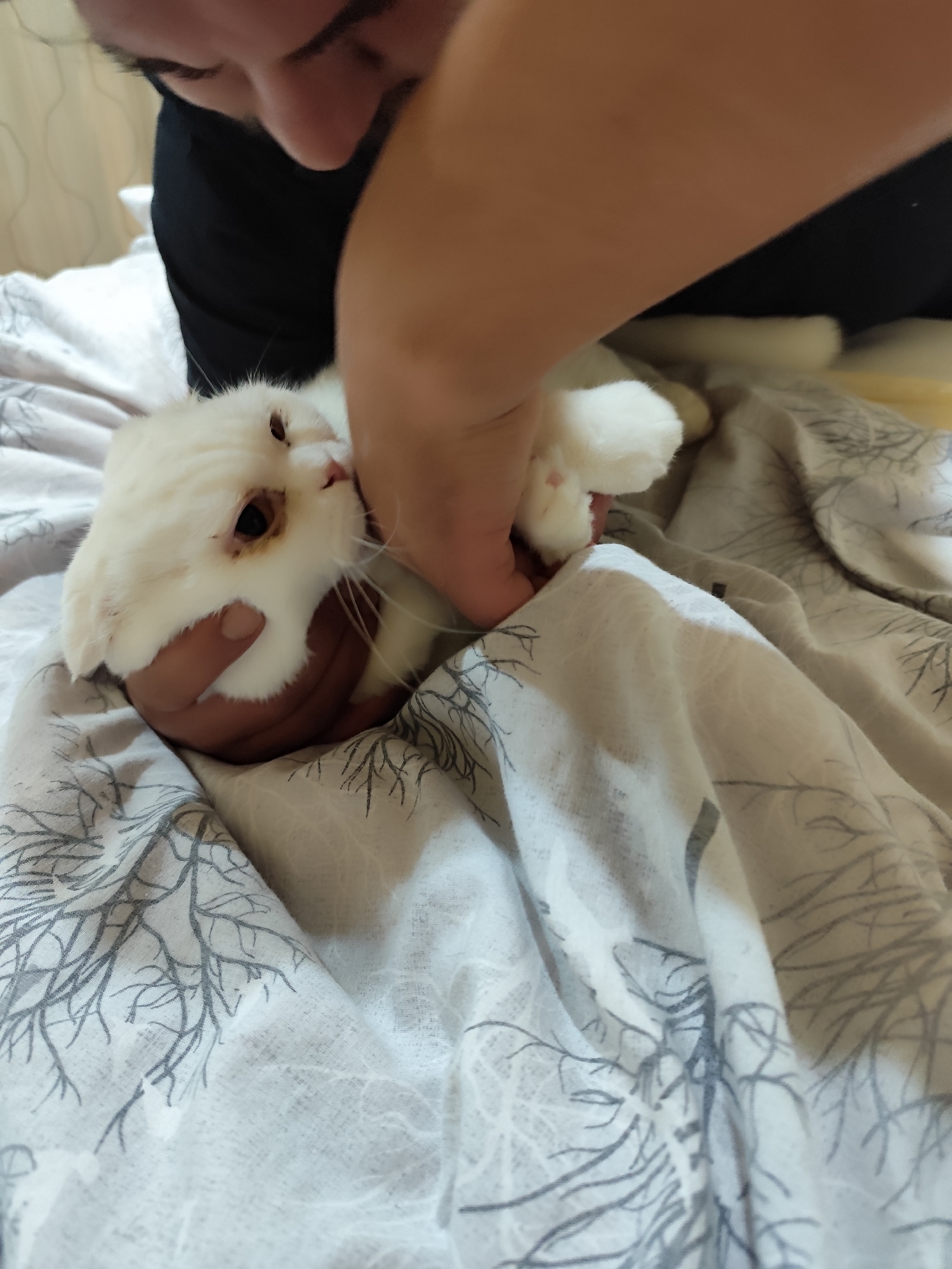 Man plays affectionately with white cat on bed in Turkey
