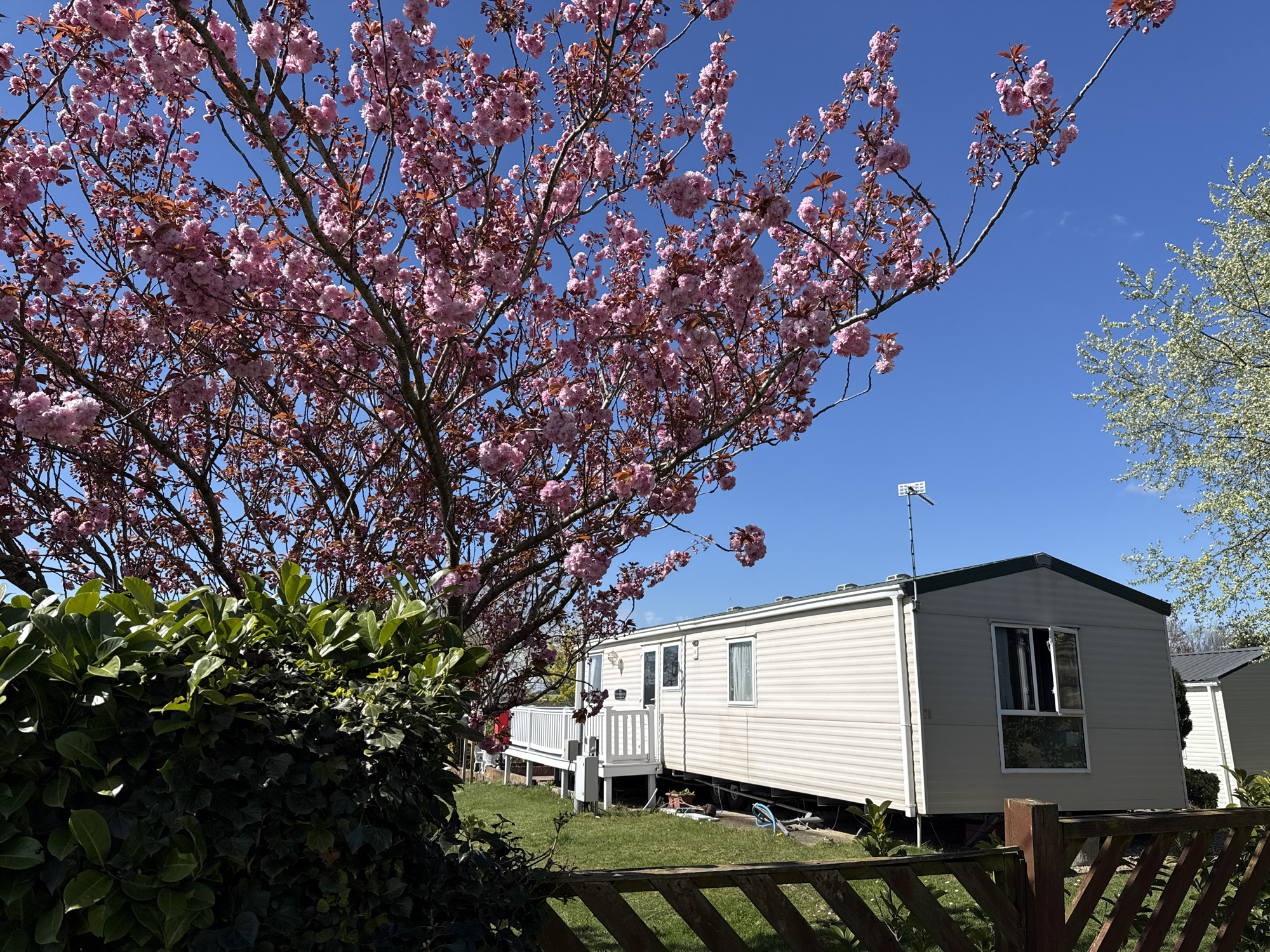 Spring blooms observed at Great Yarmouth mobile home site