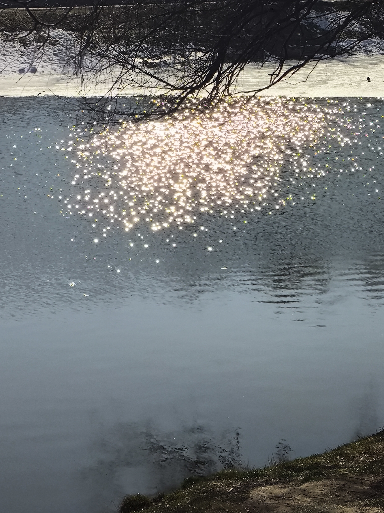 Spring wildlife activity observed along Khimki waterfront