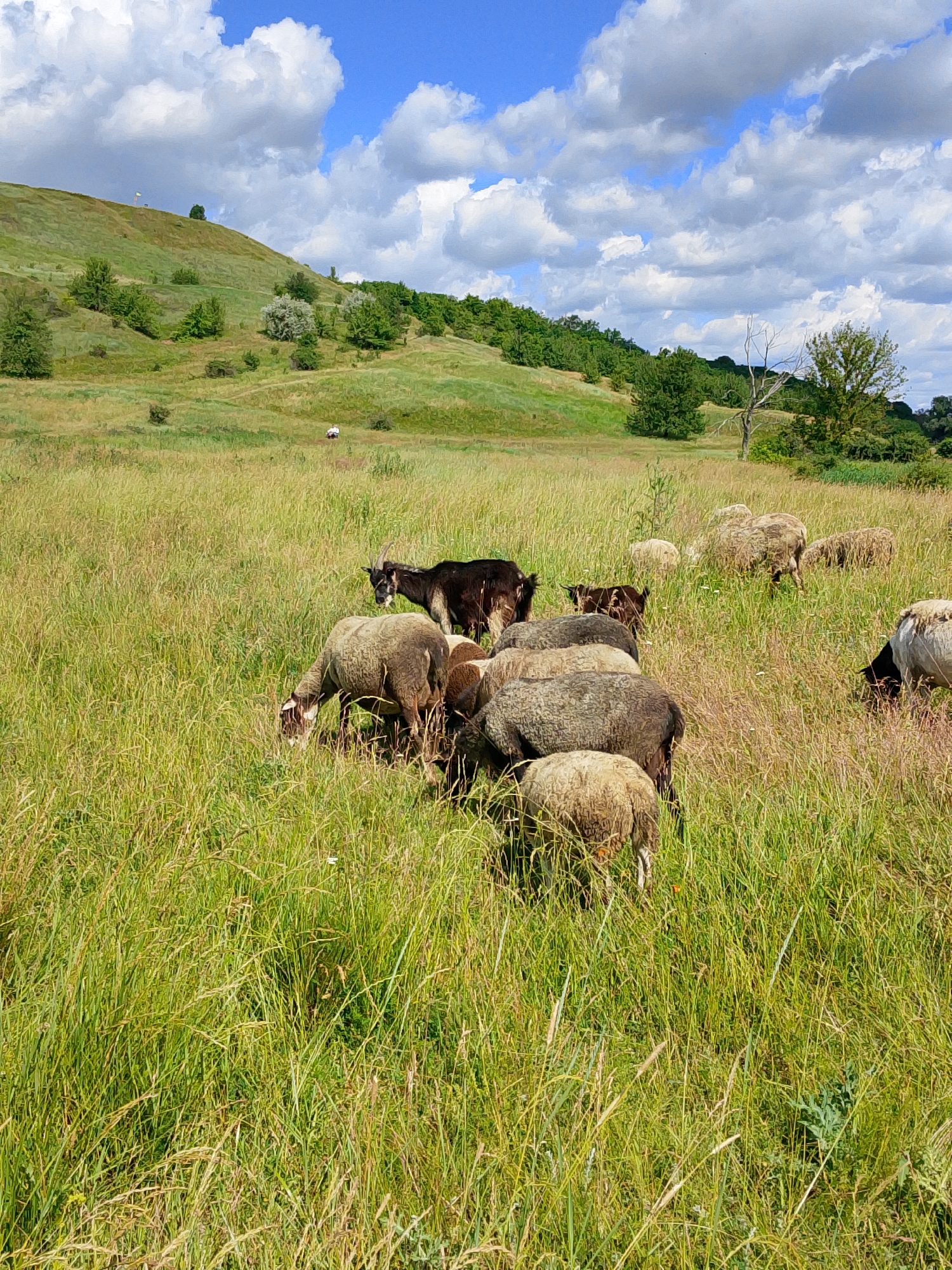Sheep and goats graze across sunny open meadows