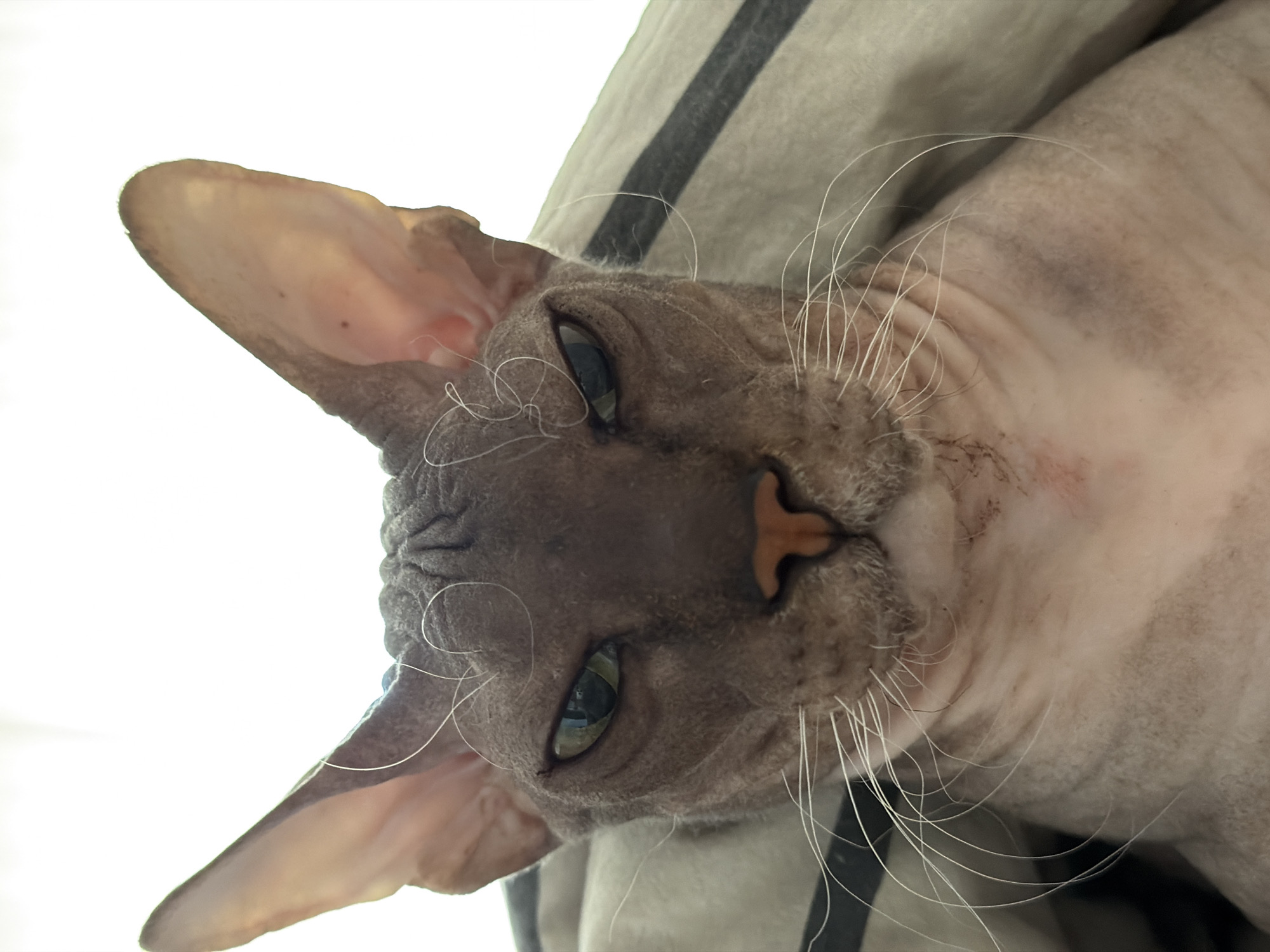Sphynx cat's day in an Izhevsk apartment
