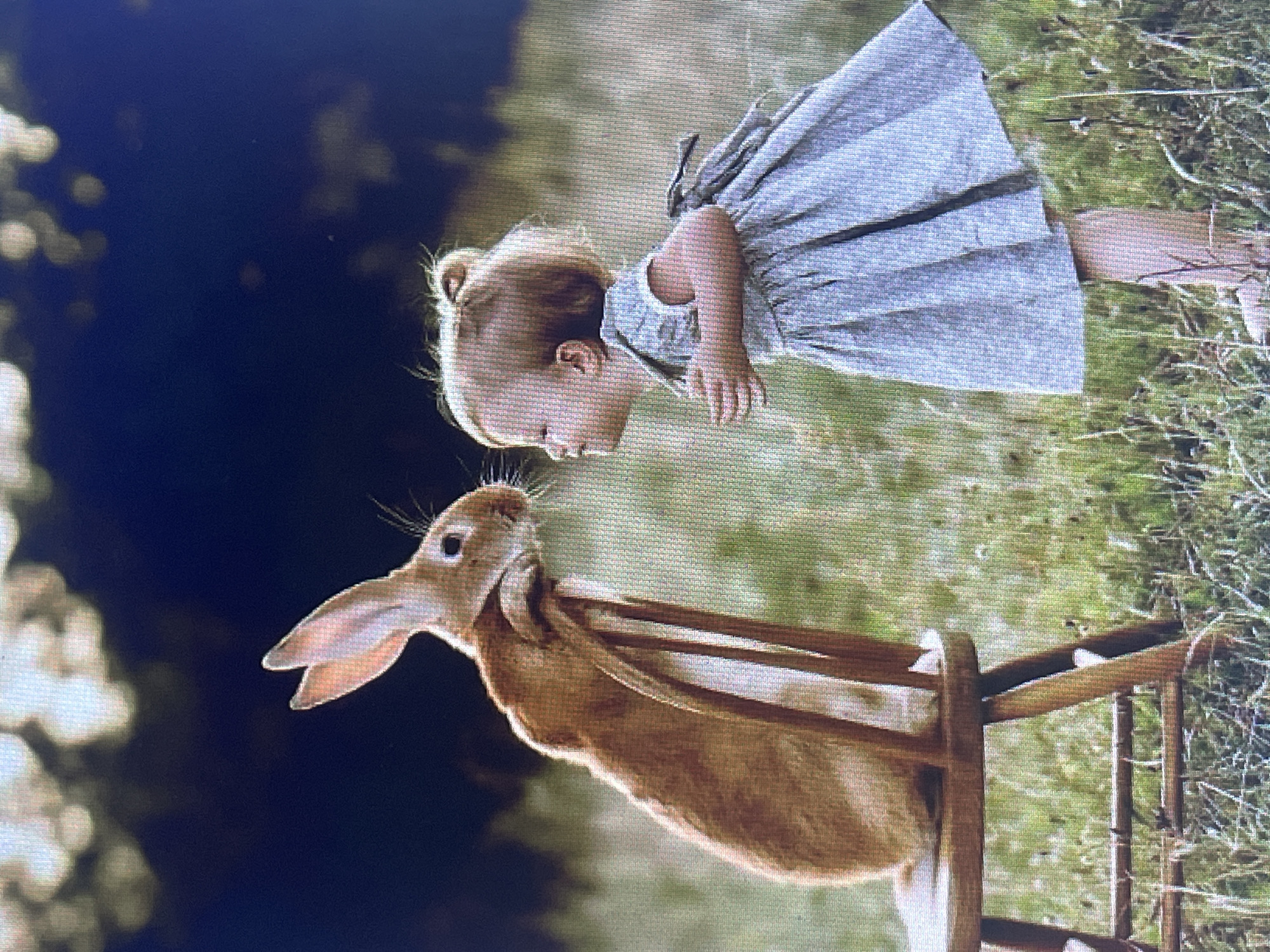 Playful animal encounters mixed with random wildlife and oddities