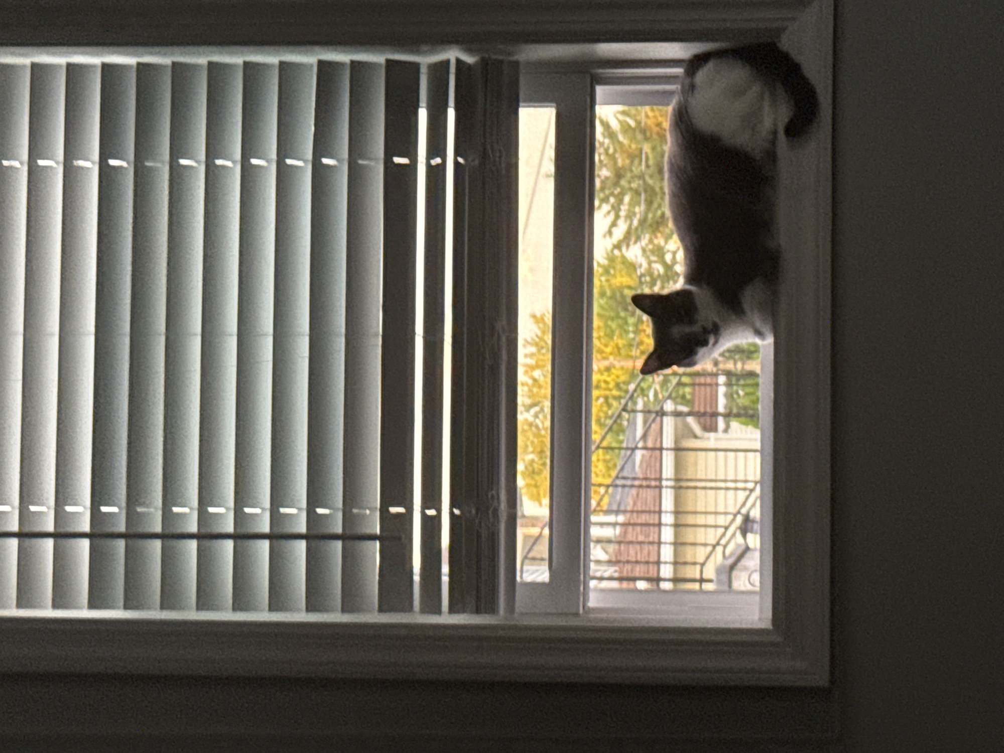 Two cats at home in Bellmore on a late night