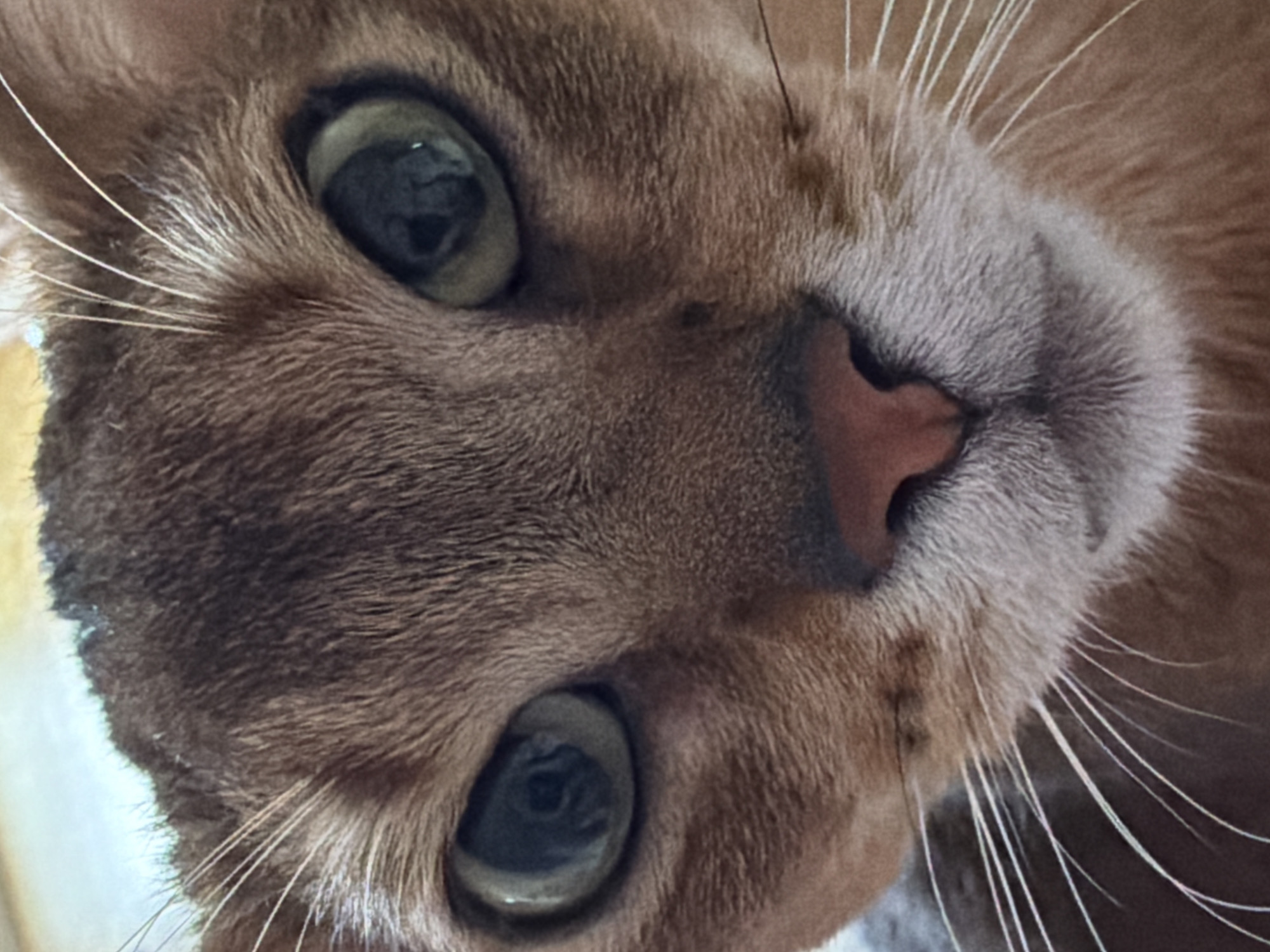 Person shares tender moments with Abyssinian cat in Chaikovsky