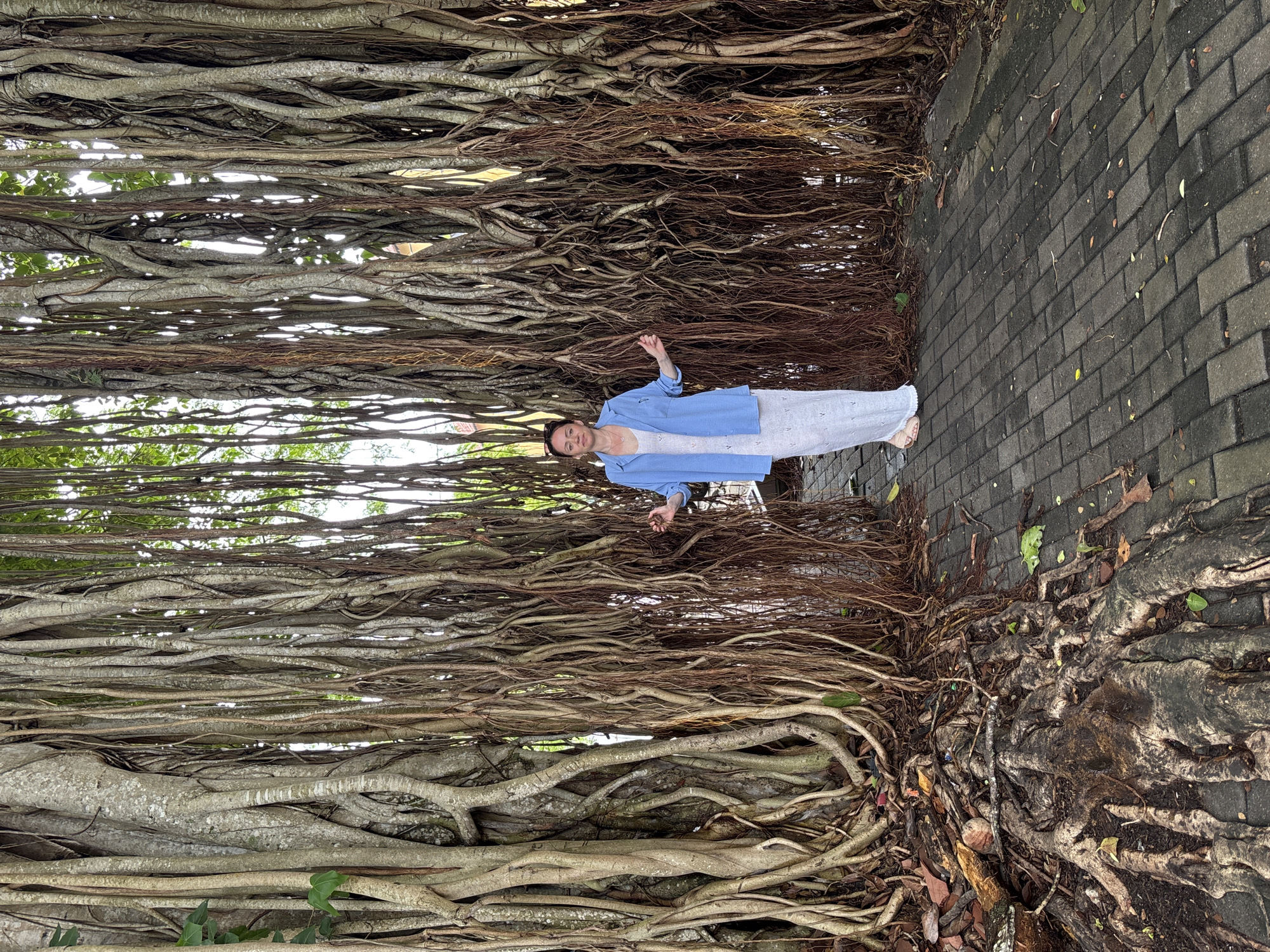 Banyan tree creates natural canopy over Galle street