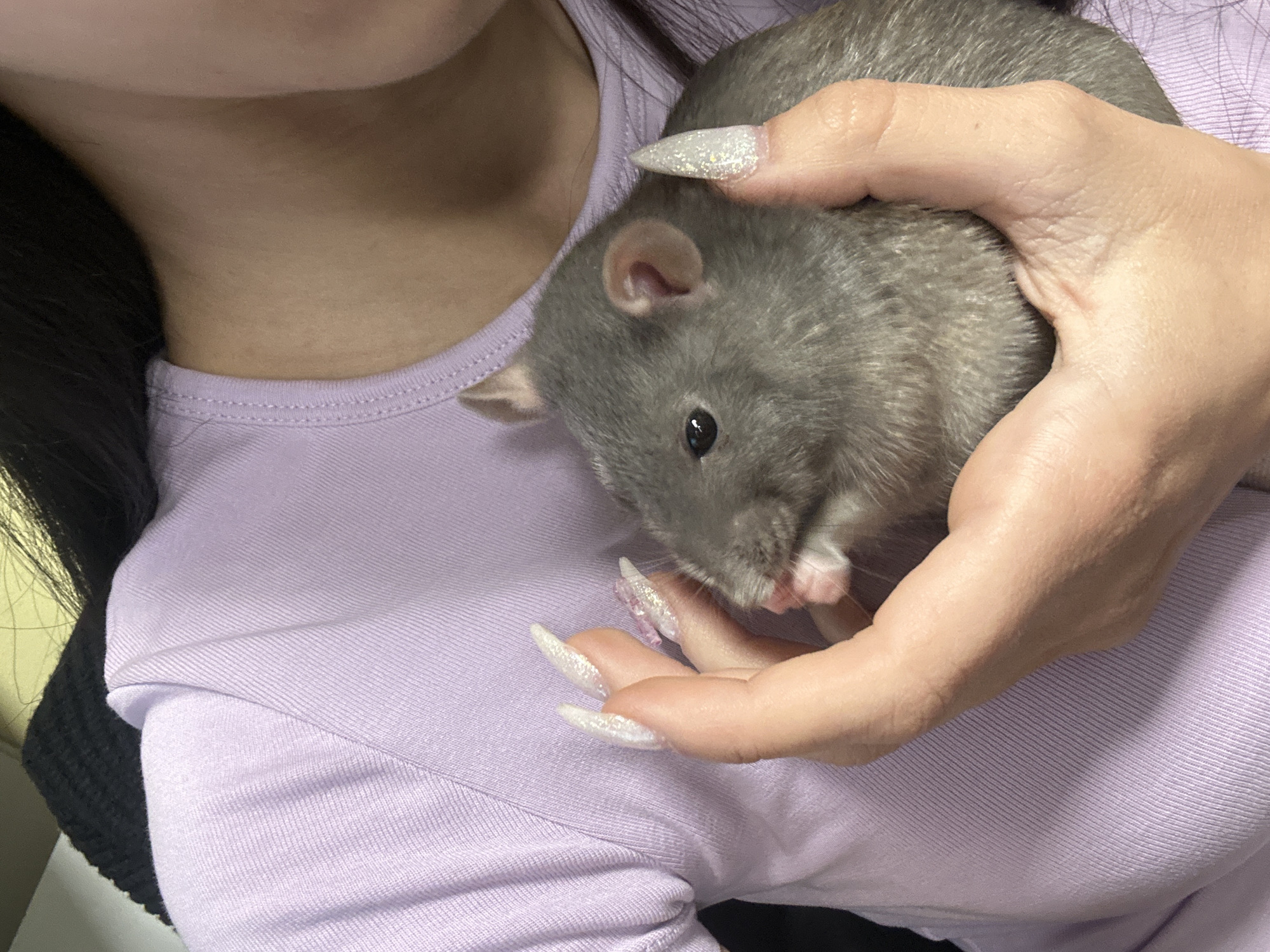 Young woman poses with pet rat in Plovdiv home