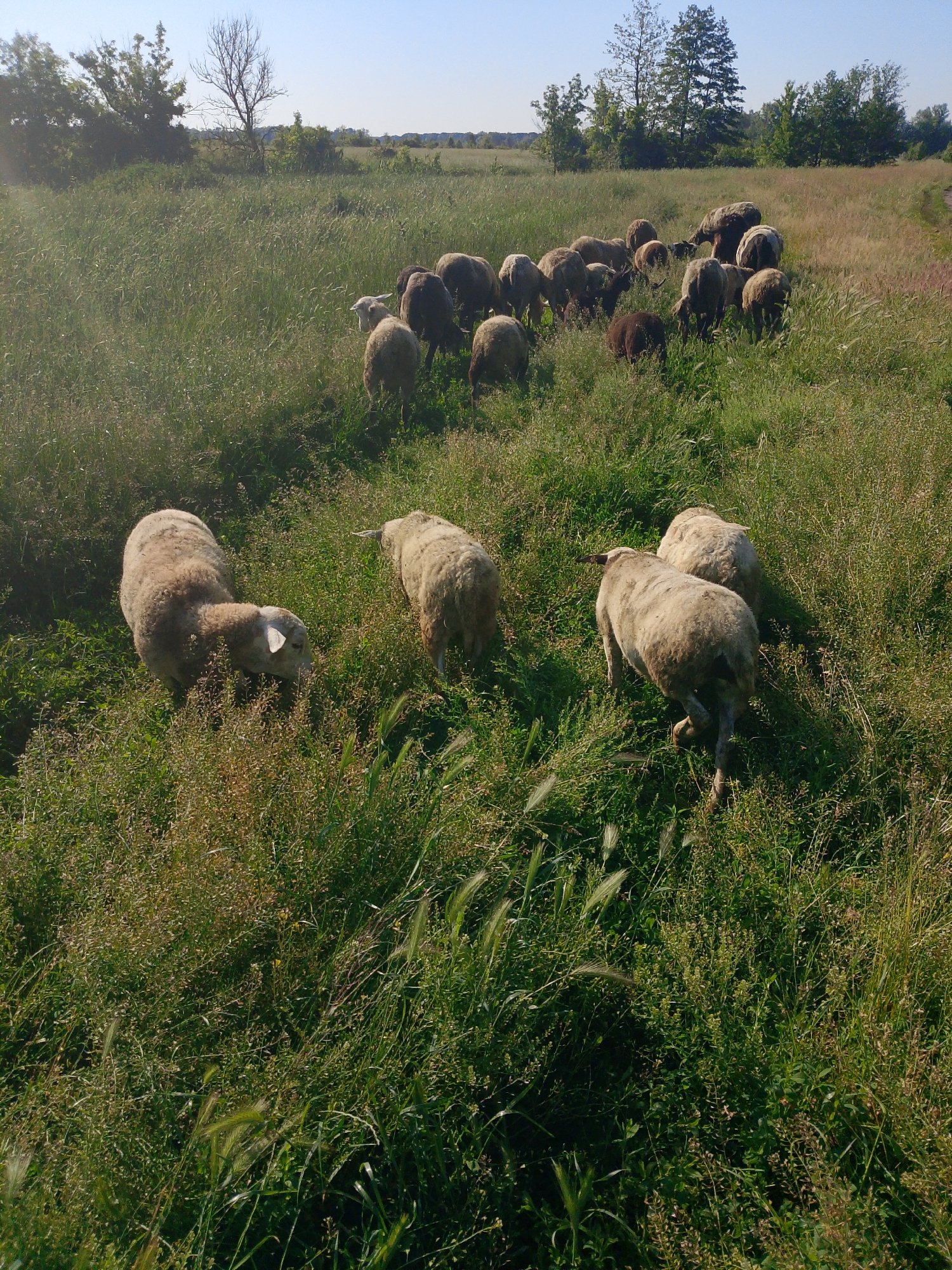 Morning pastoral scene: sheep flock grazing in sunny fields
