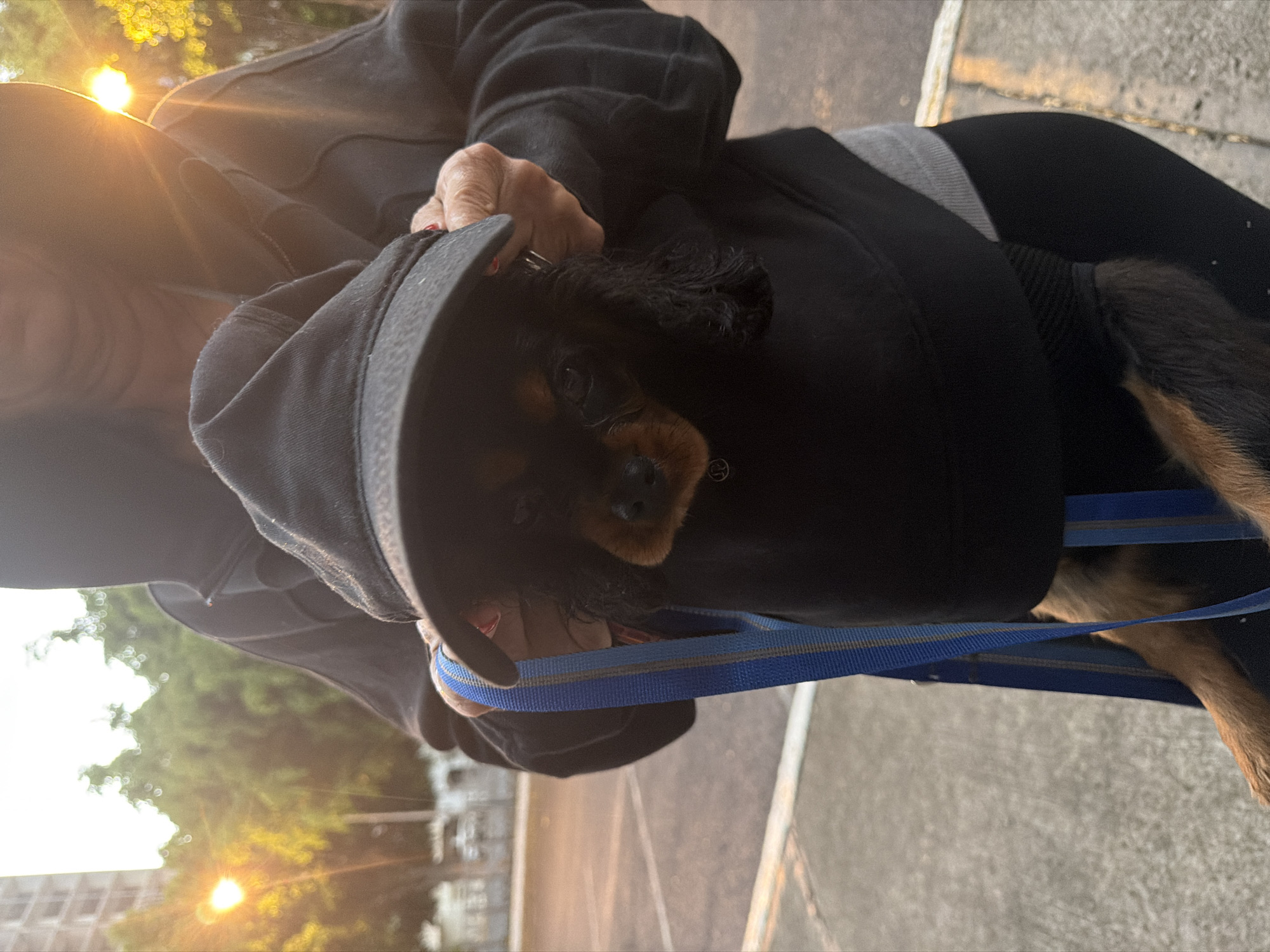 Dog owner carries puppy in hoodie while walking second dog