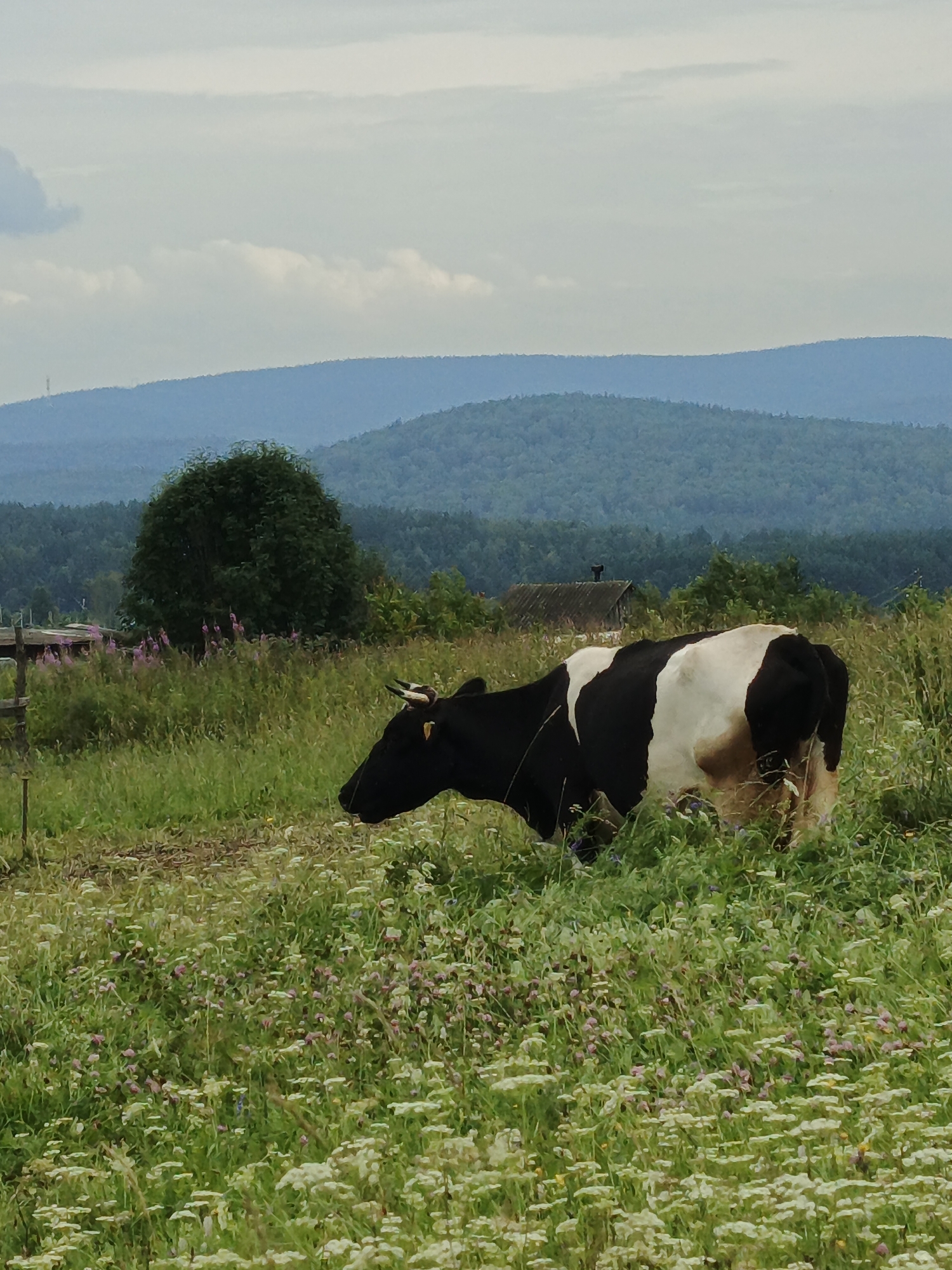 Summer morning scenes from a quiet Russian village