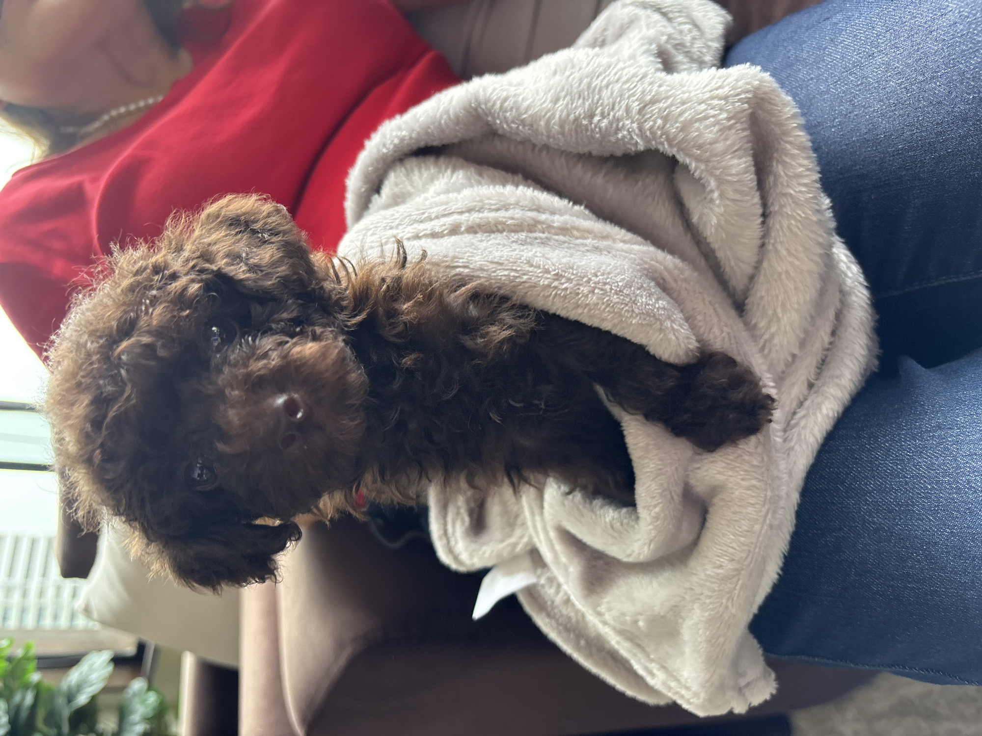 Brown poodle puppy cared for by multiple people in Lima home