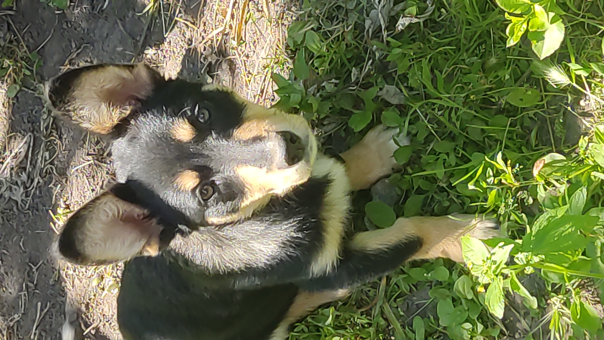 Dogs, birds, and a bee in a busy backyard setting