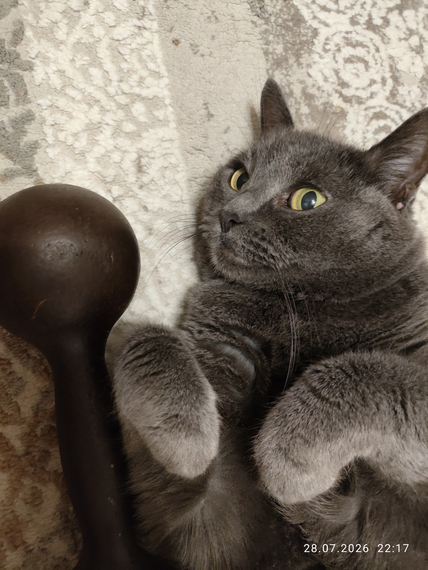 Grey cat lounging on a rug next to dumbbells in Pavlodar