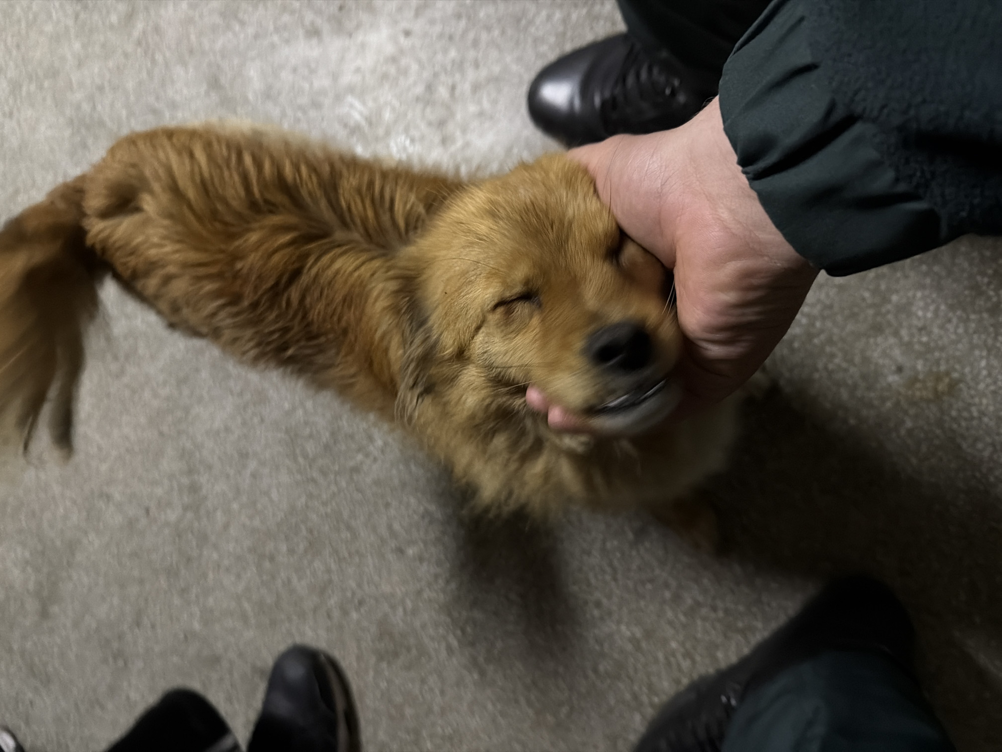 Late-night dog interactions captured in Pazardzhik, Bulgaria