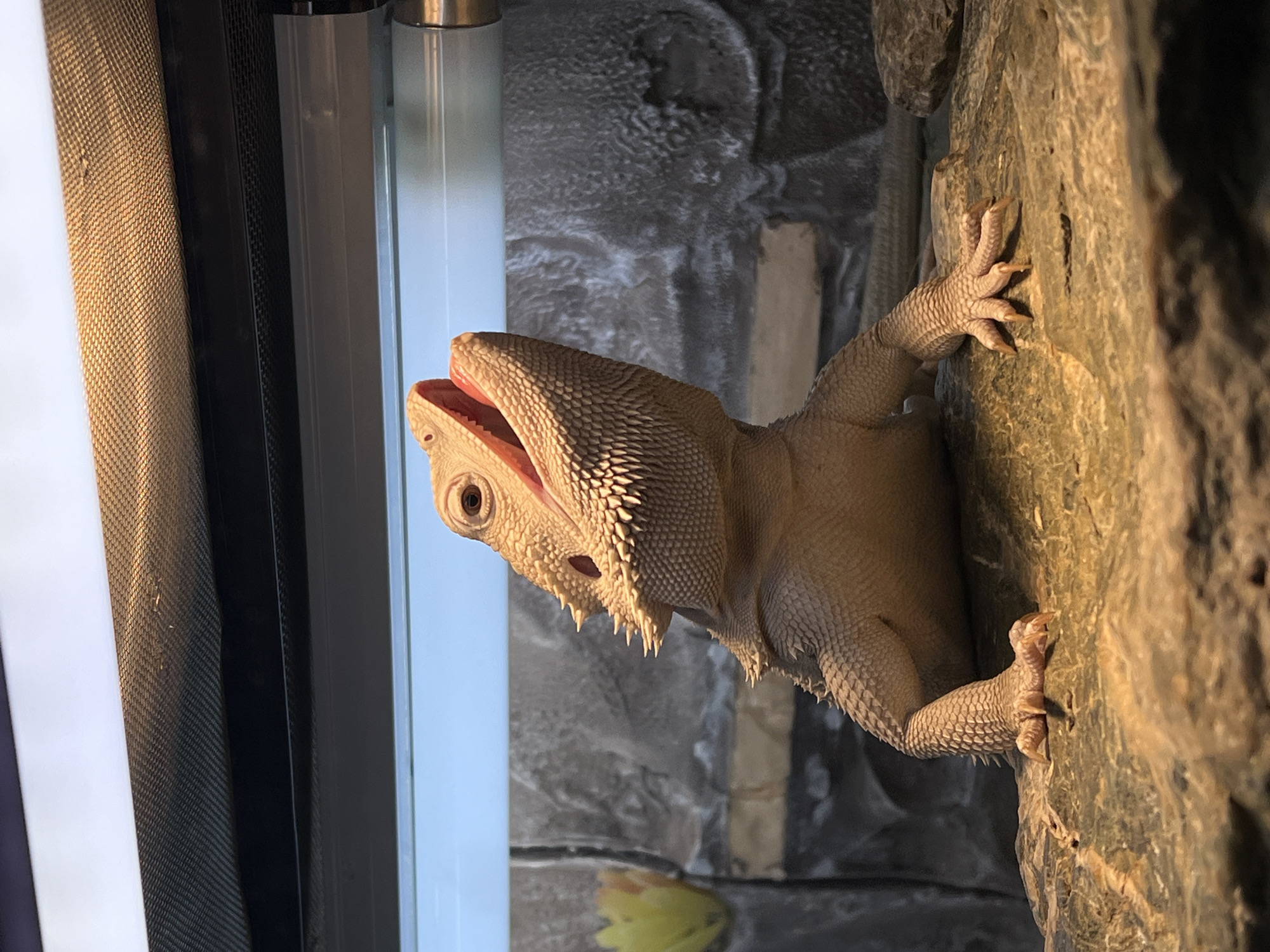 Bearded dragon observed in enclosure in Khimki, Russia