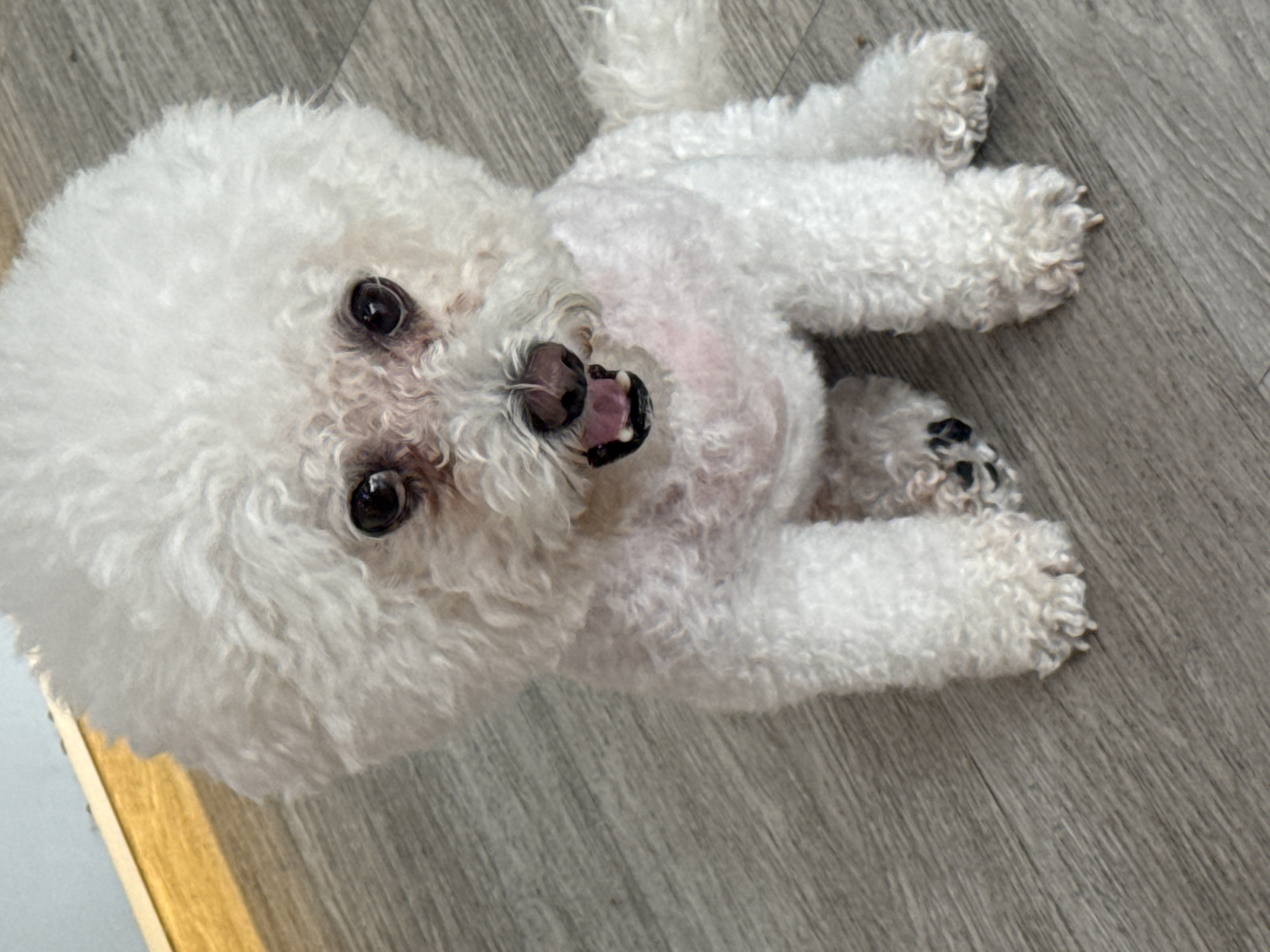 Bichon Frise holds court on a Bangkok hardwood floor