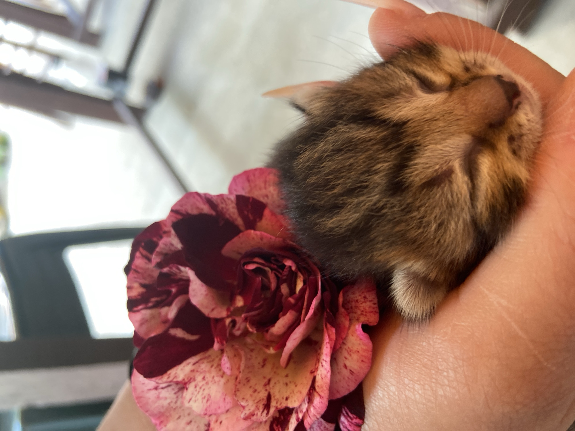 Quiet morning moments with sleeping kitten and rose in Bulgaria