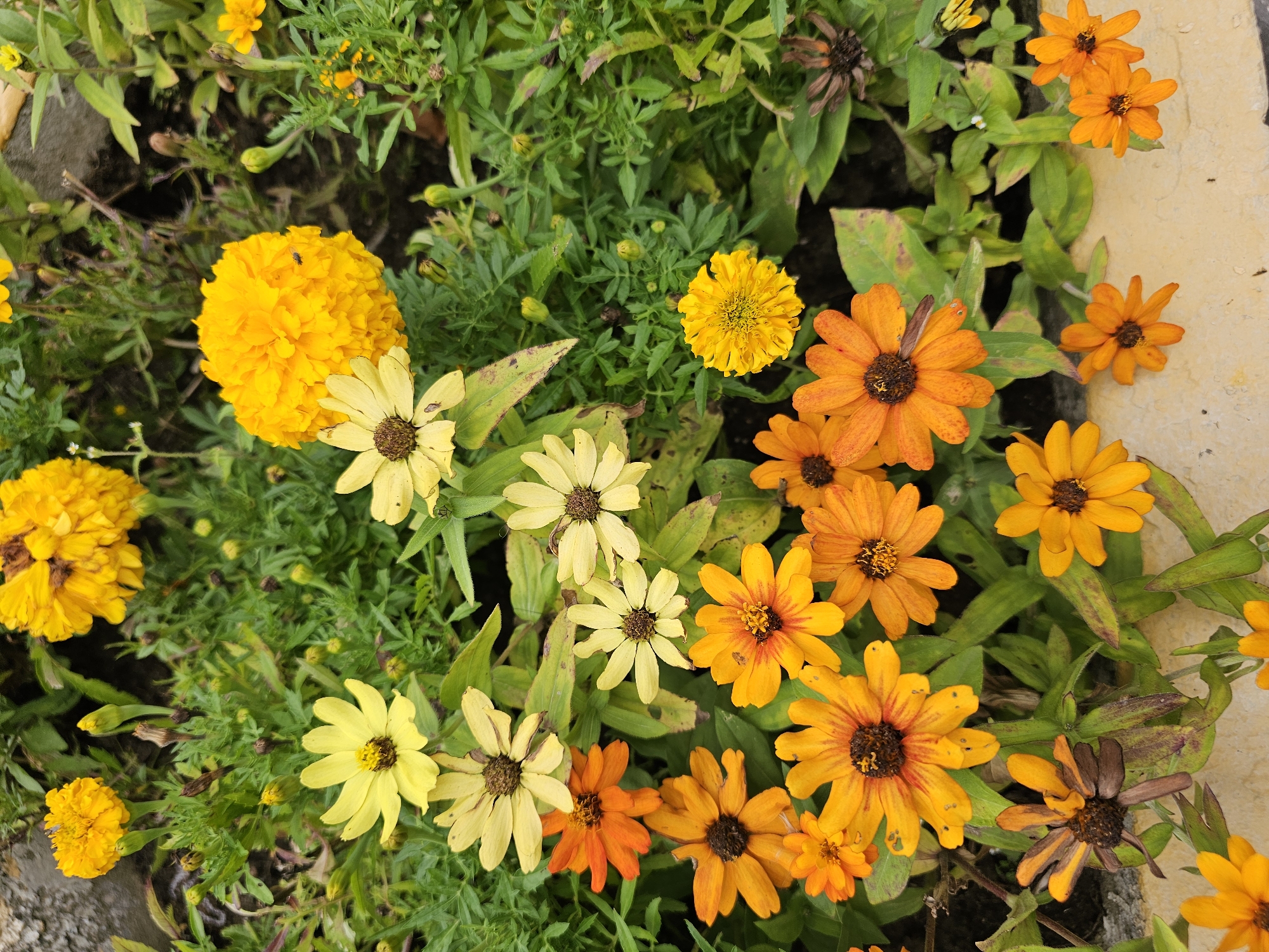 Orange and yellow blooms in a Khimki flower bed