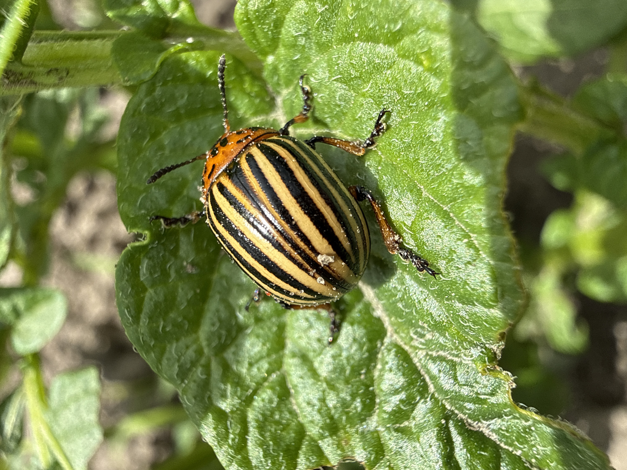 Garden pests, backyard animals, and decorative household objects