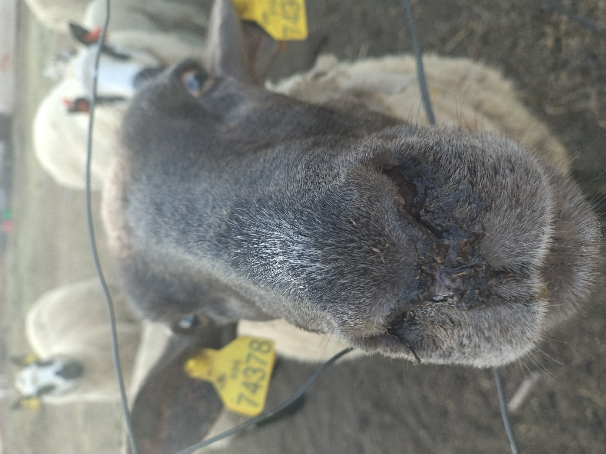 Dark-faced sheep behind a fence on a Czech summer afternoon.