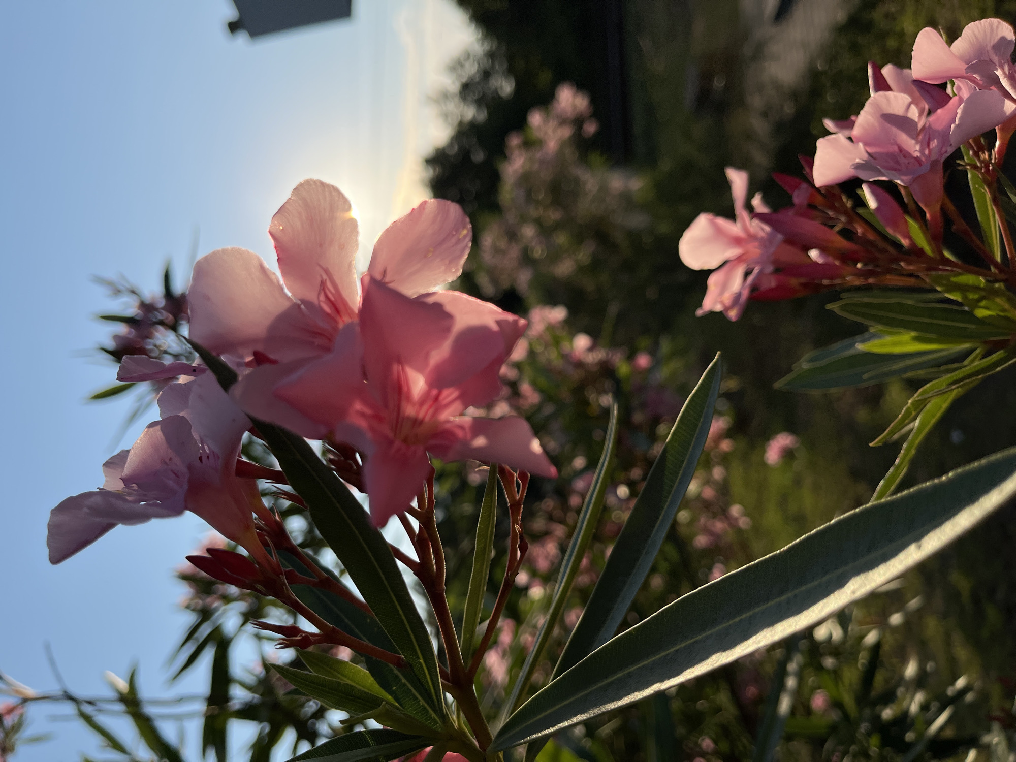 Ureki roadside on a summer afternoon — trains, campers, oleanders