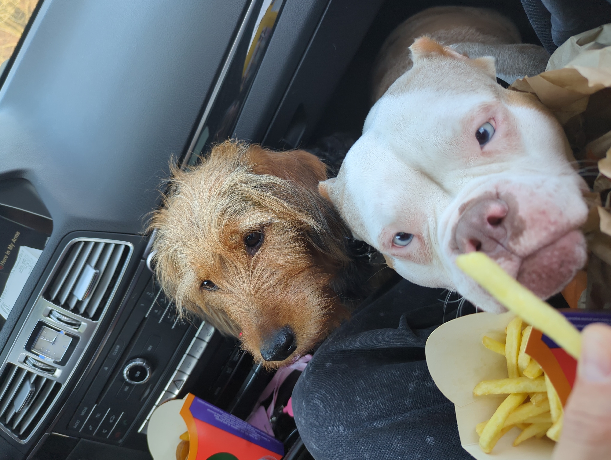 Family with dogs makes day trip across Russian suburbs