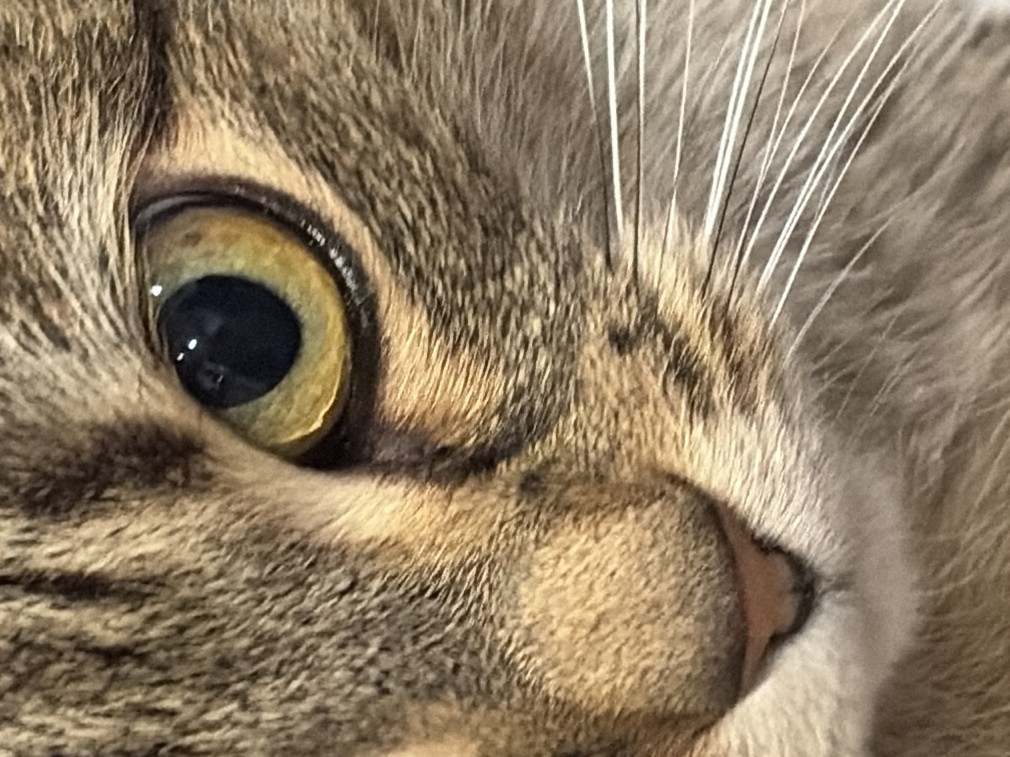 Close-up photography session featuring cats and still life in Petersburg