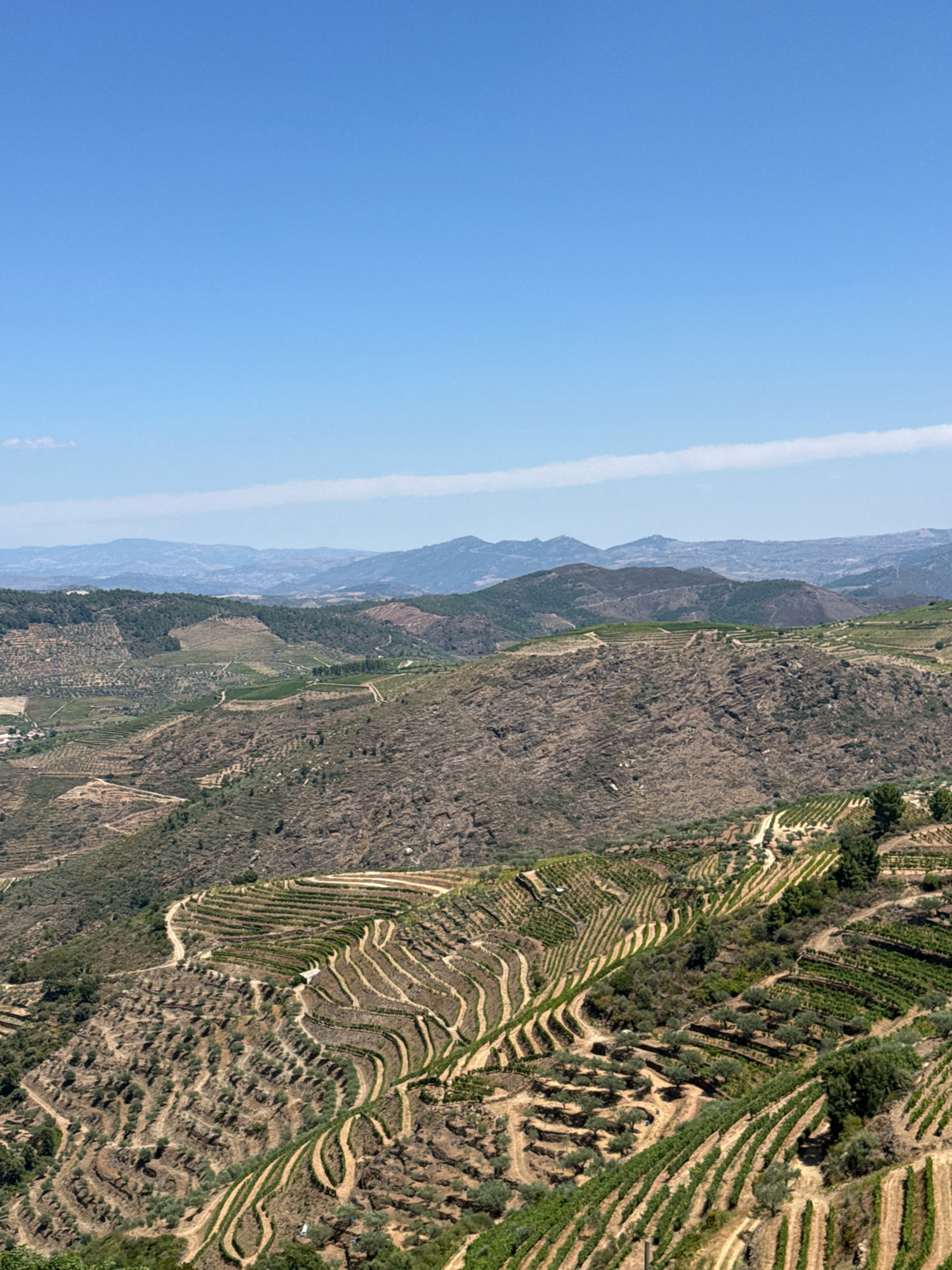 Terraced vineyards sweep across the Douro Valley near Alijó