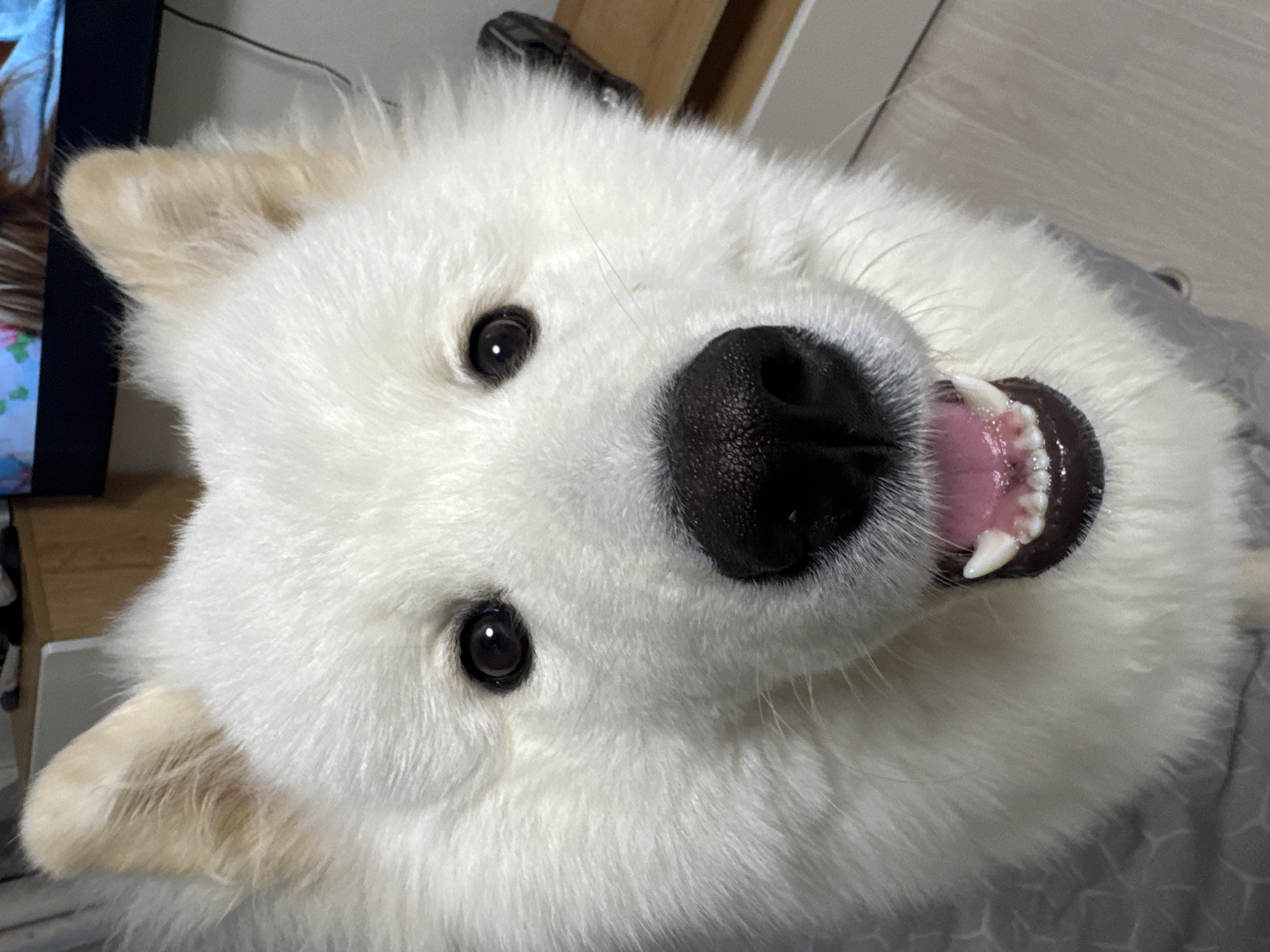 Selfies and dog moments with a fluffy Samoyed in Chaikovsky