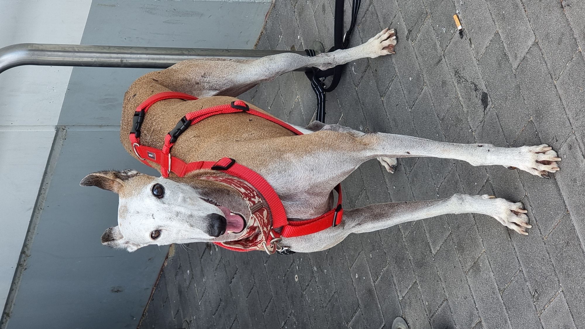Whippet outing and parking lot scenes in Olot, Spain