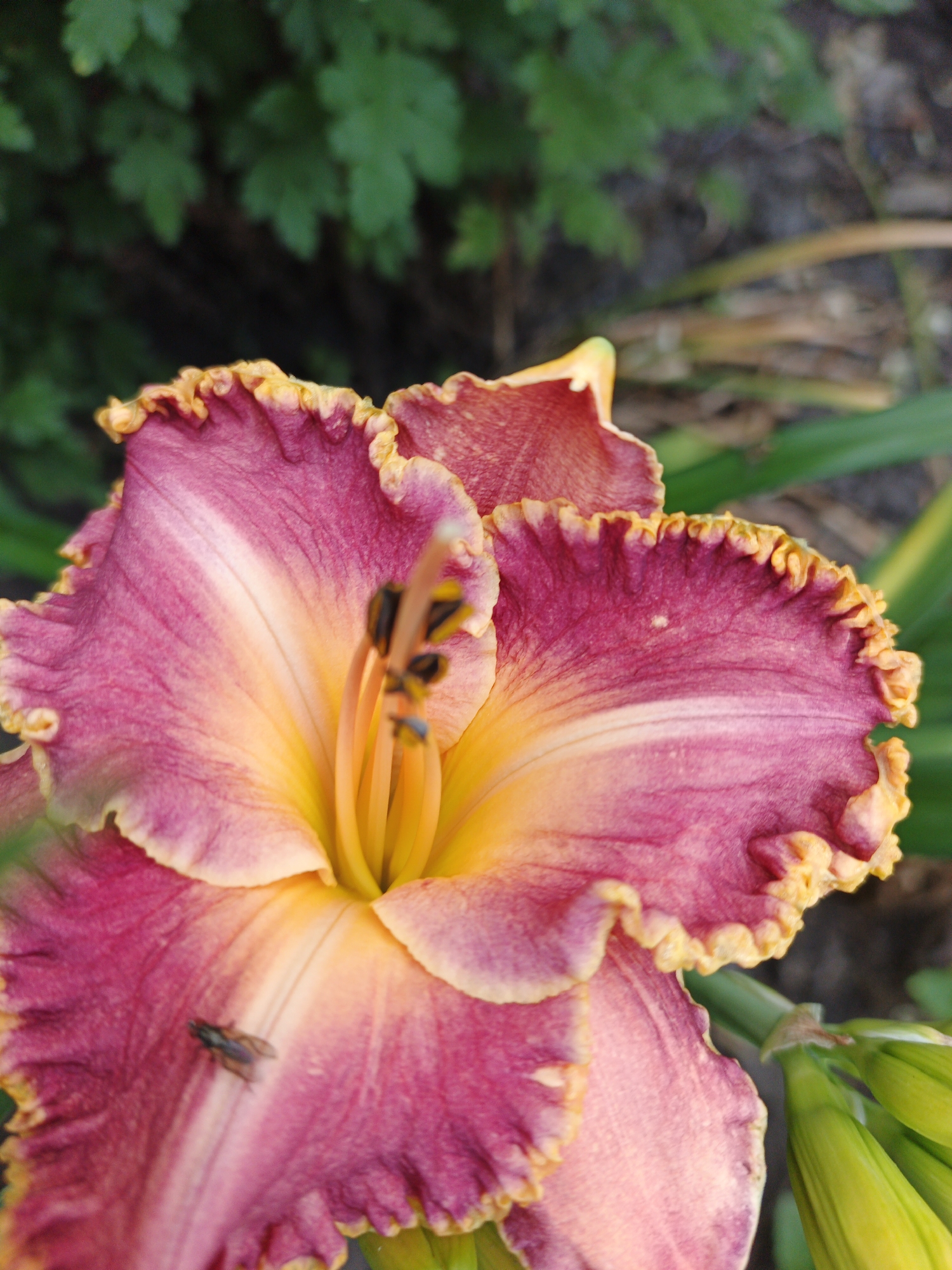Two flower close-ups, one with an insect visitor.