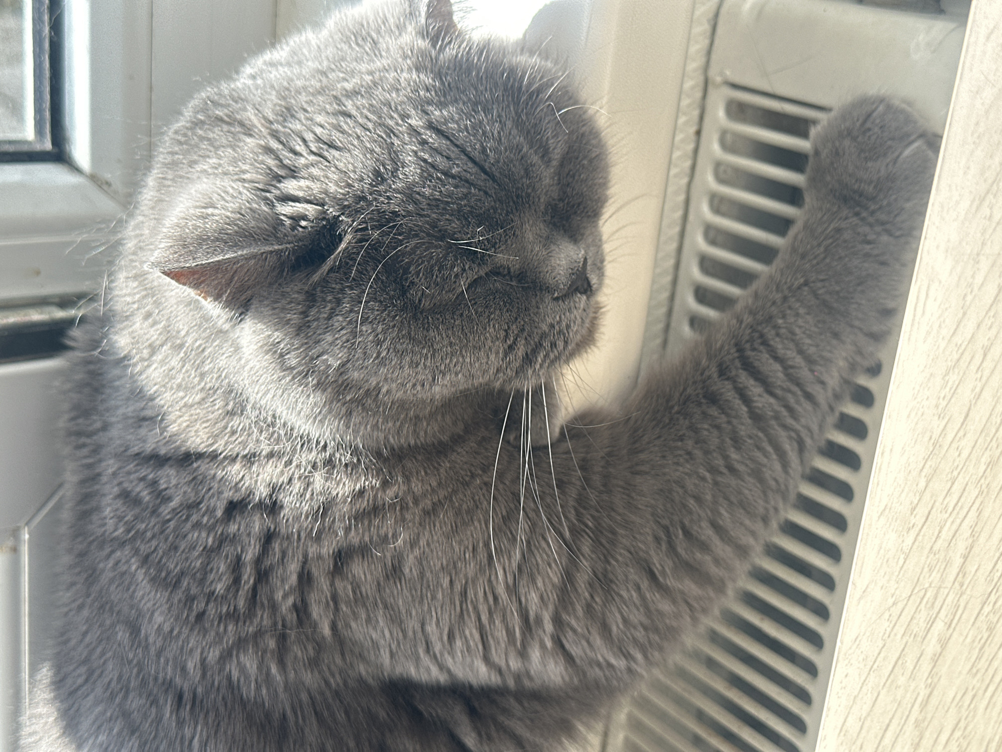 Gray cat rests and grooms on sunny windowsill in Riga