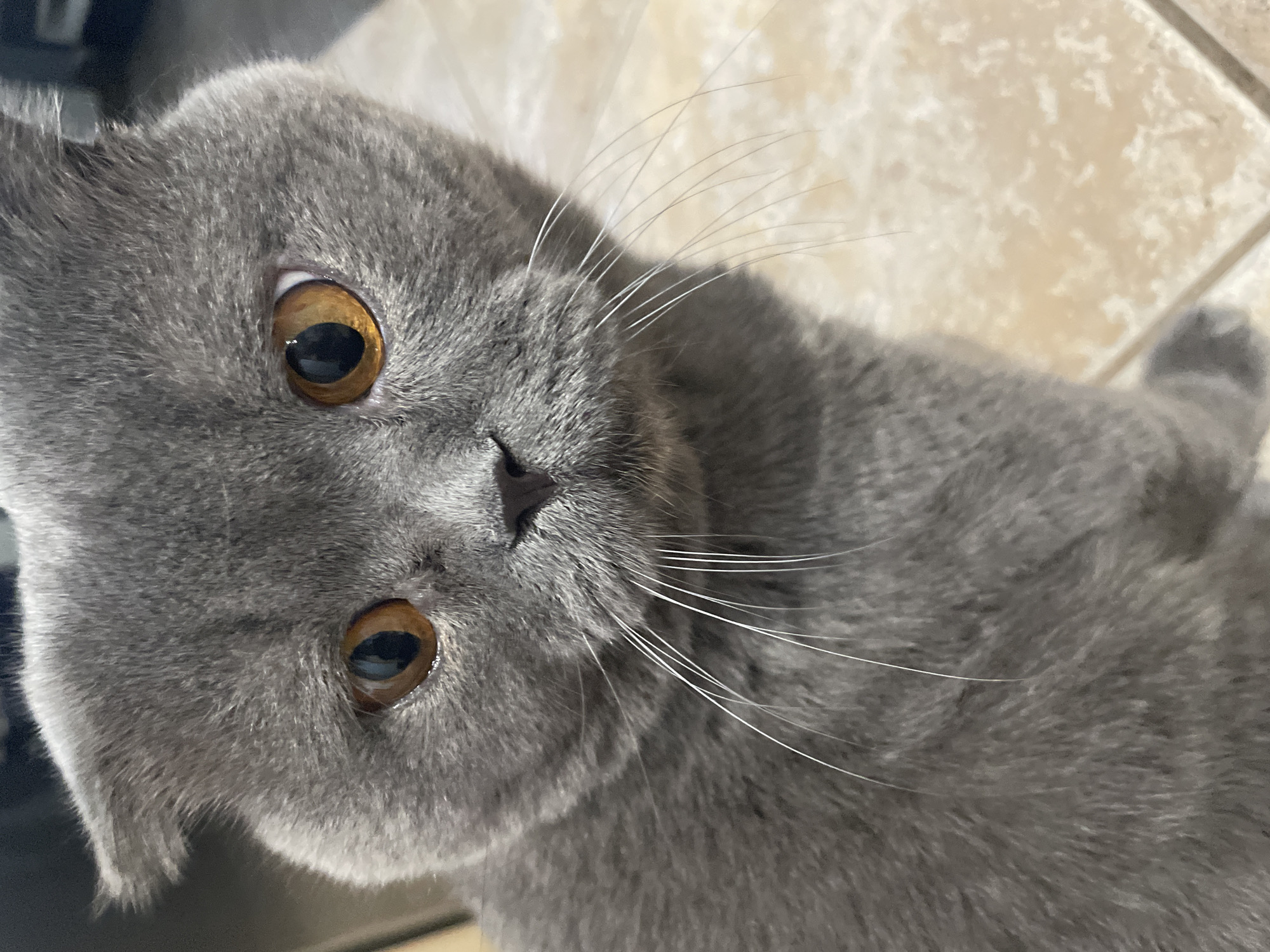 Gray cat with amber eyes documented during indoor interactions