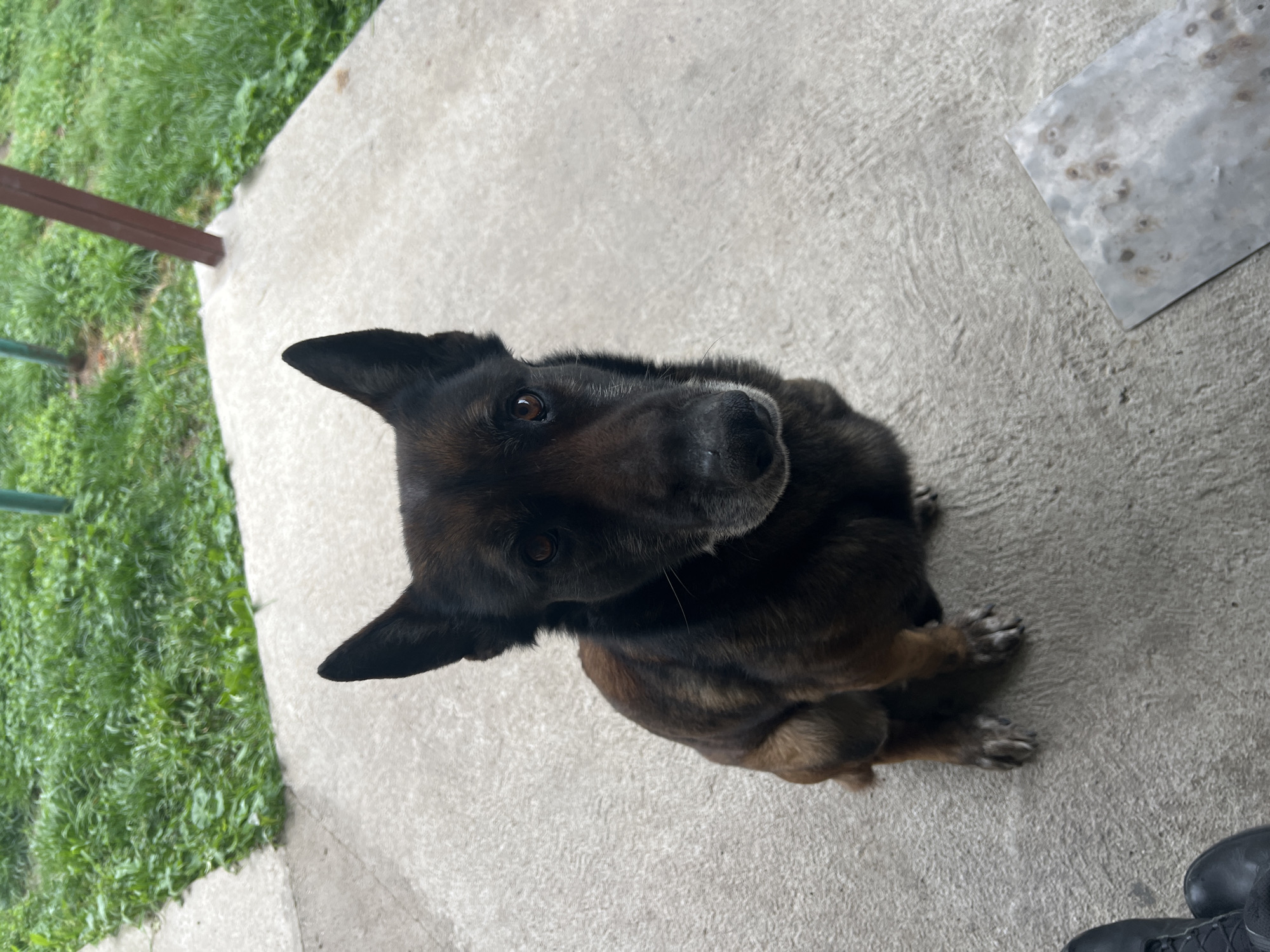 Dog spotted on concrete walkway in Svilengrad, Bulgaria