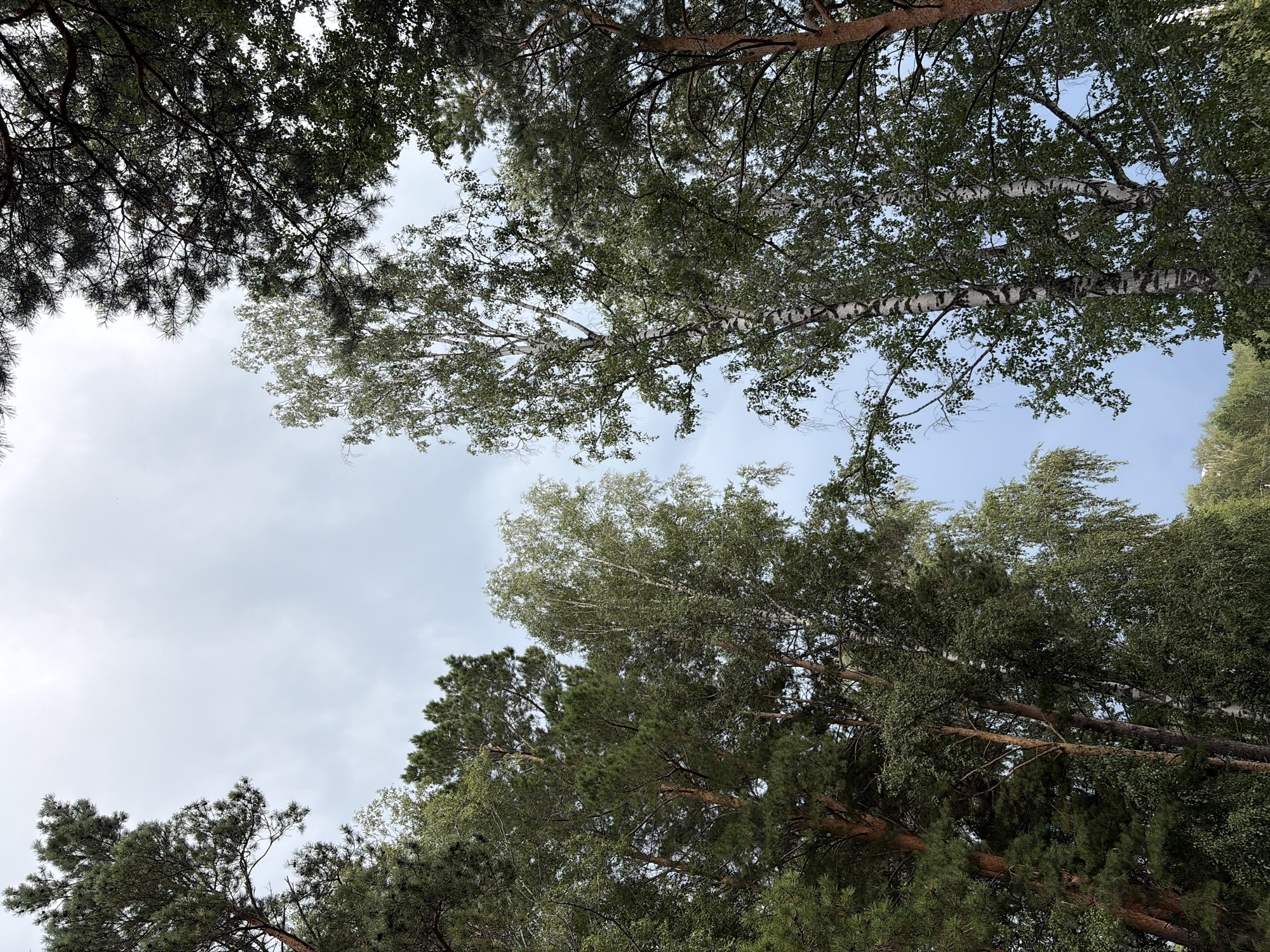 Looking up through pine and birch canopy, Koltsovo forest