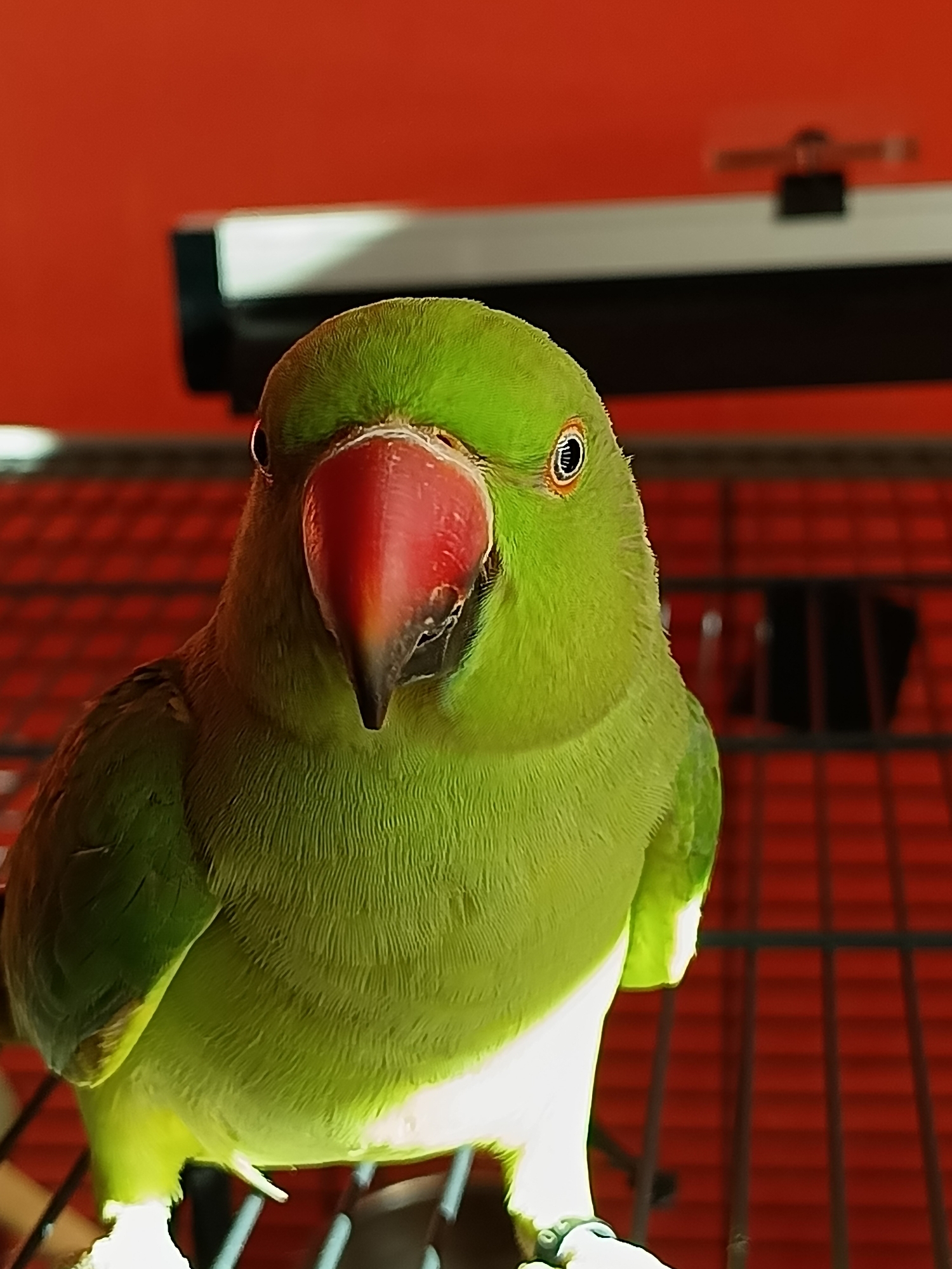 Indian Ringneck parrot going about its day at home in Cheb