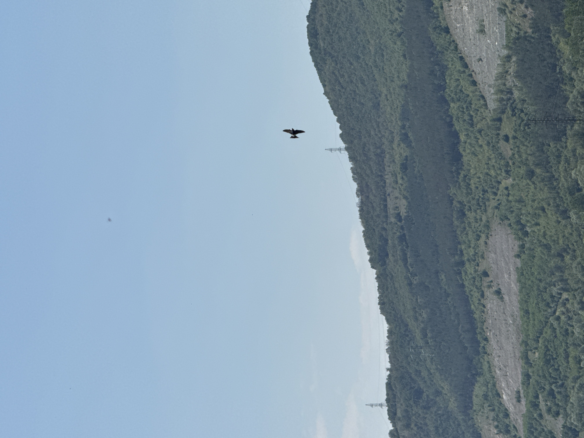 Bird spotted flying over green hillside in Blagoevgrad