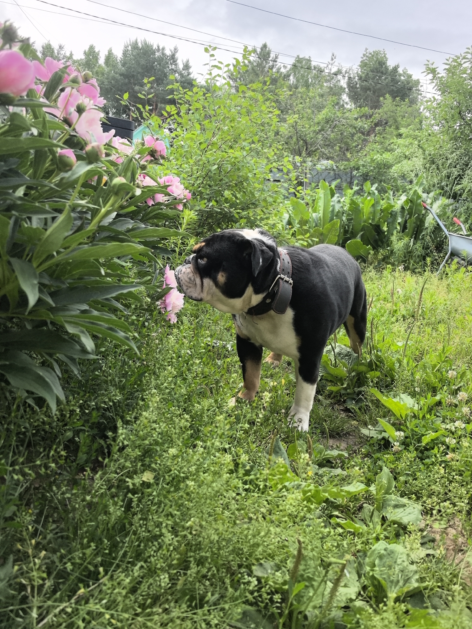 Bulldog enjoys early morning garden time among blooming peonies