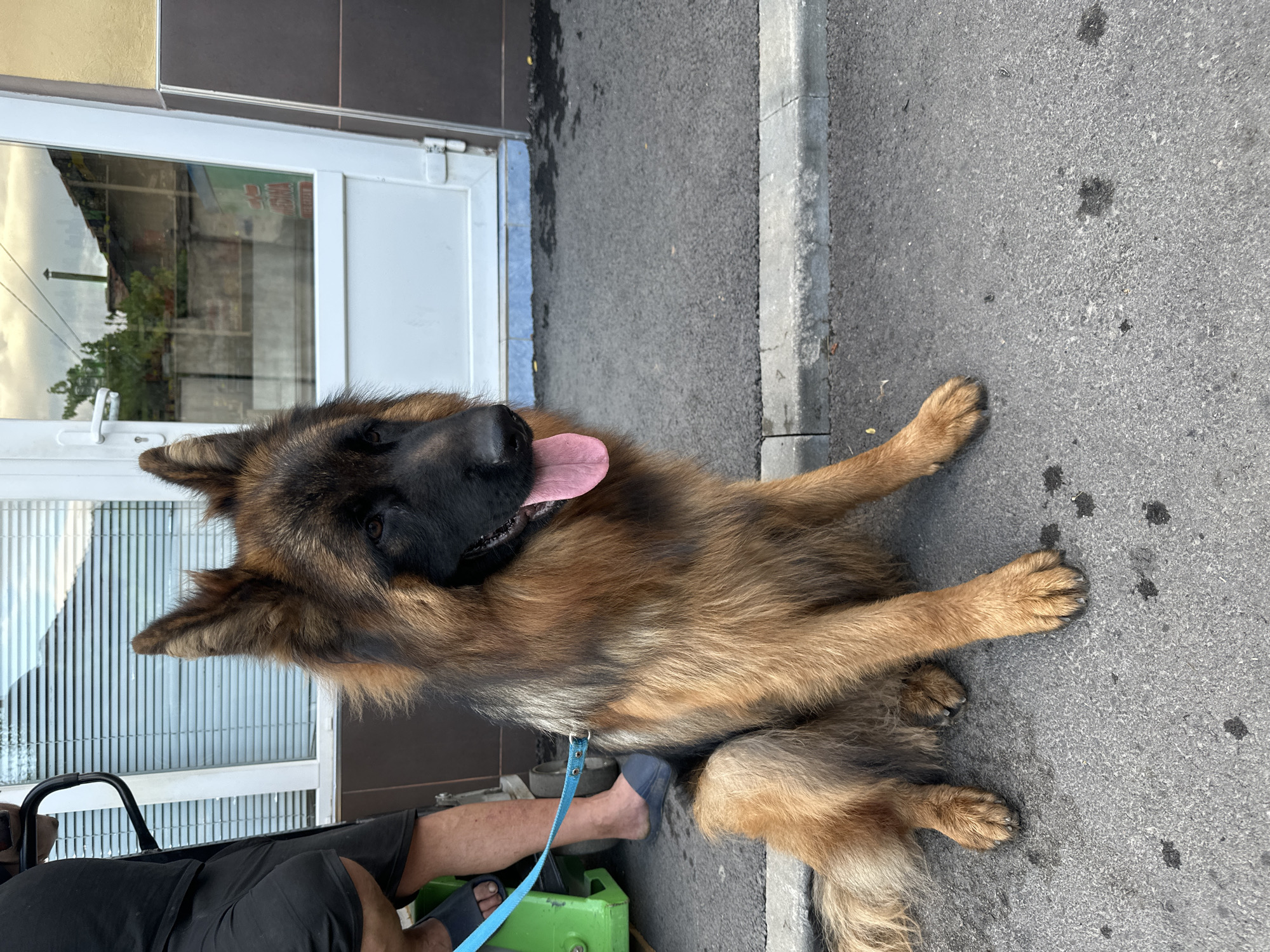 German Shepherd taking a break on a Kostenets street