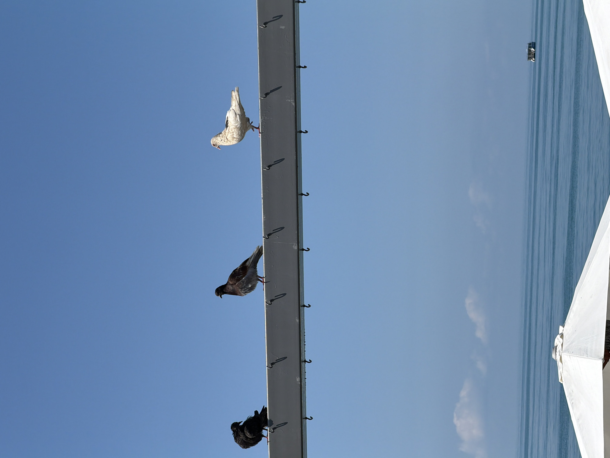 Morning scenes captured across Sochi: beach, wildlife, boats, parked cars