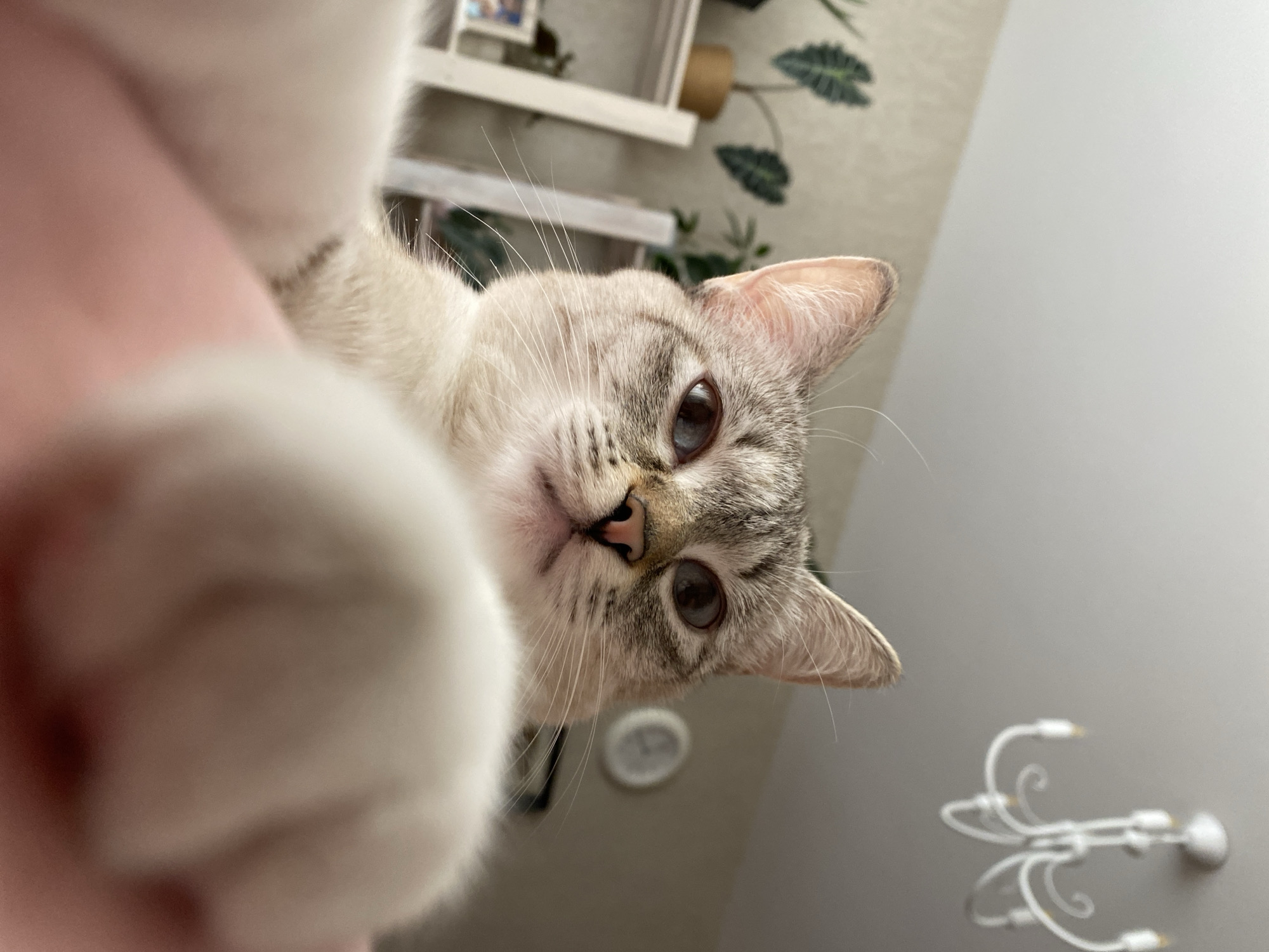 Grey tabby cat with blue eyes photographed in Yekaterinburg