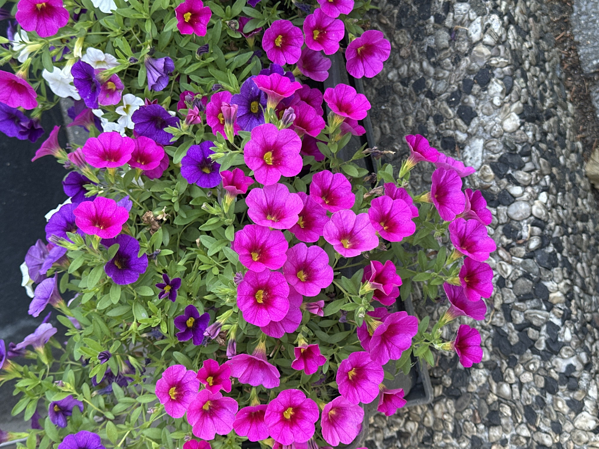 Petunias, a passing plane, and a Krefeld street on a summer morning