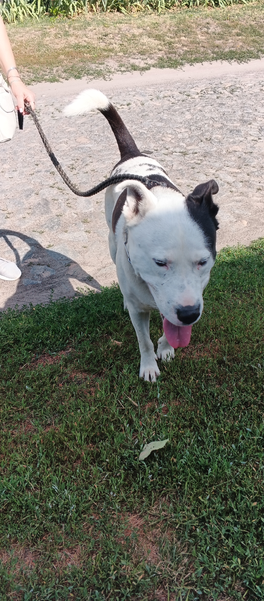 Dogs out and about on Smila's summer sidewalks