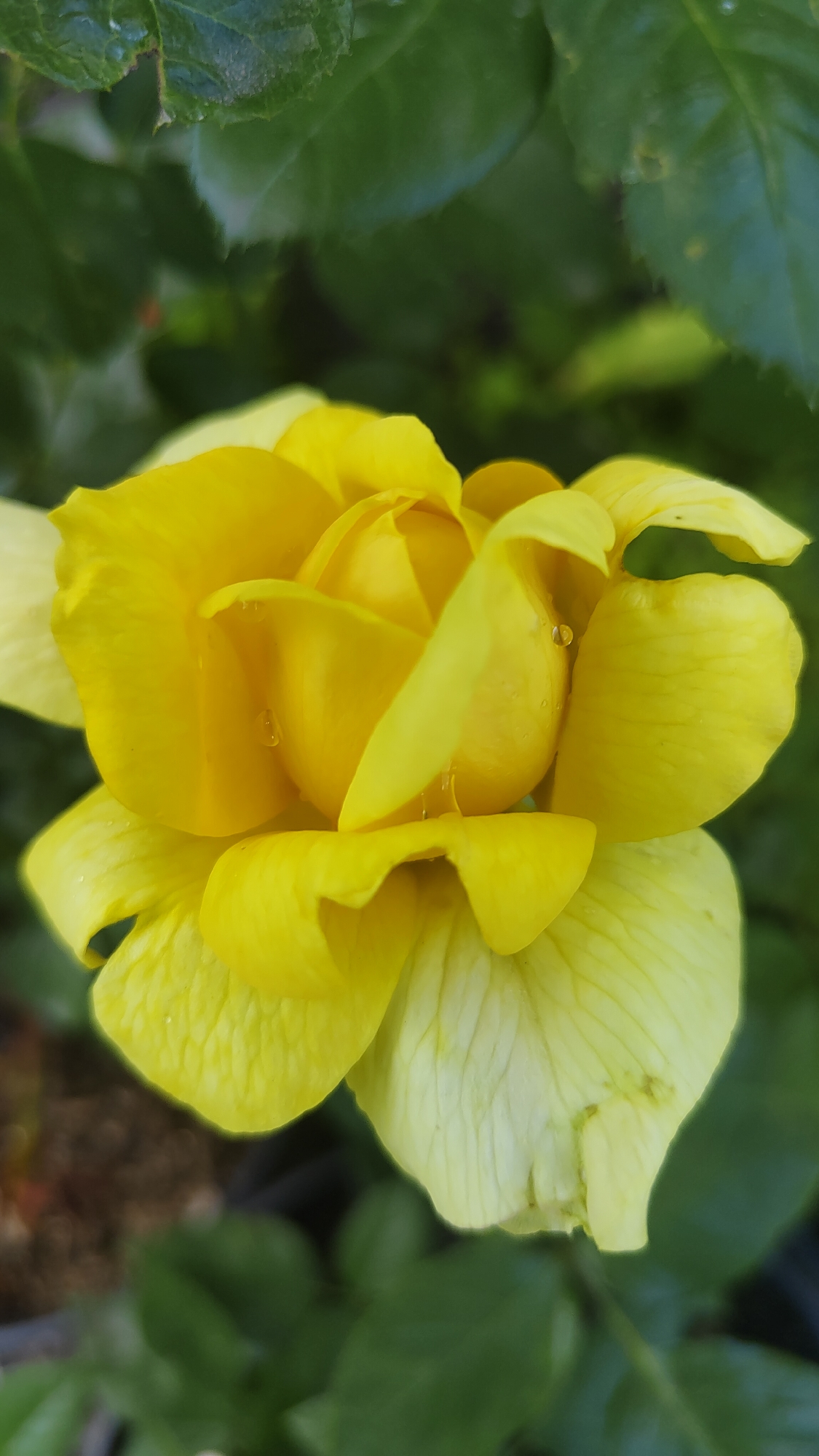 Roses in bloom, close up in Krasnoyarsk