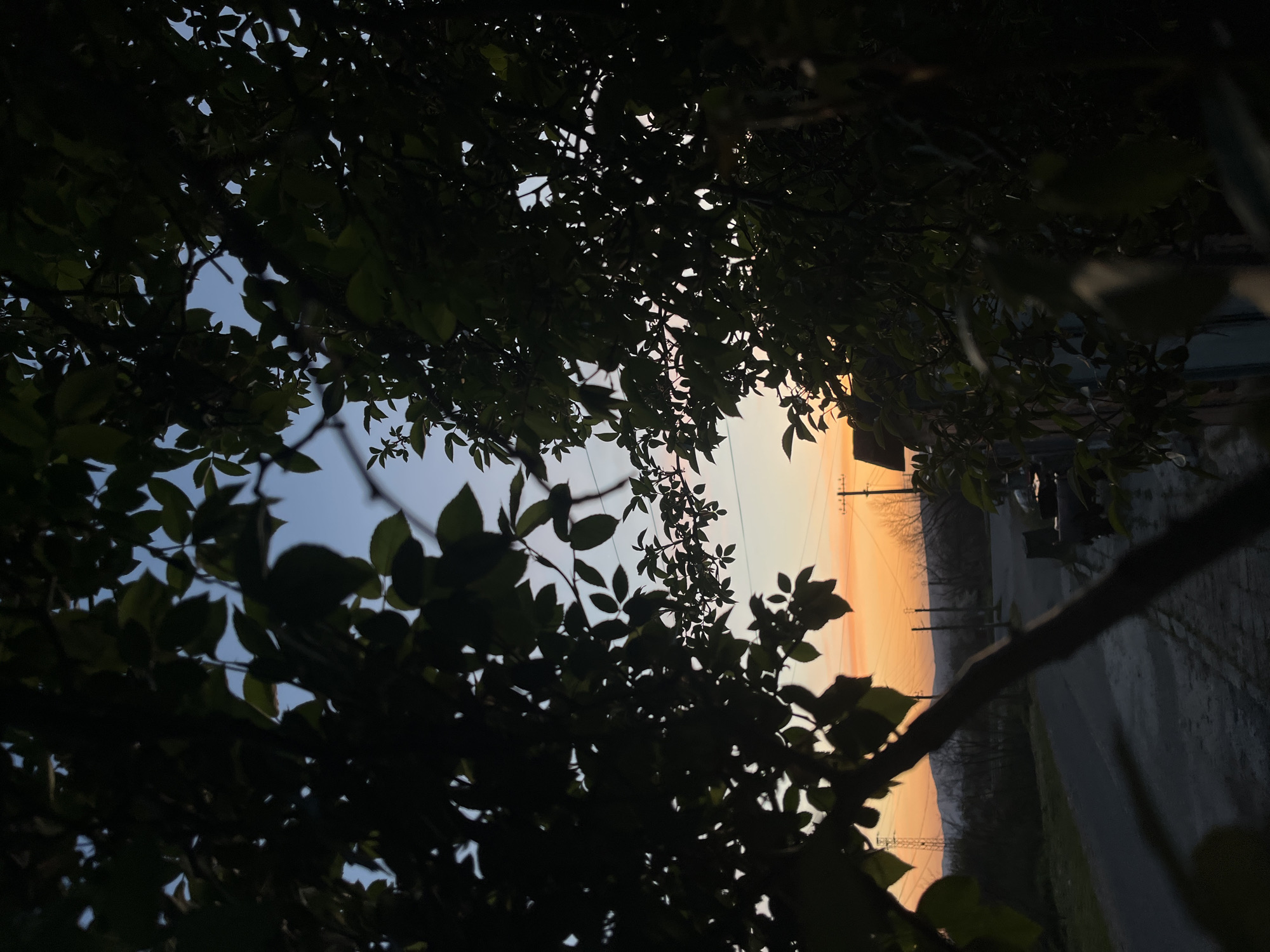 Twilight captured through trees in rural Bulgarian village