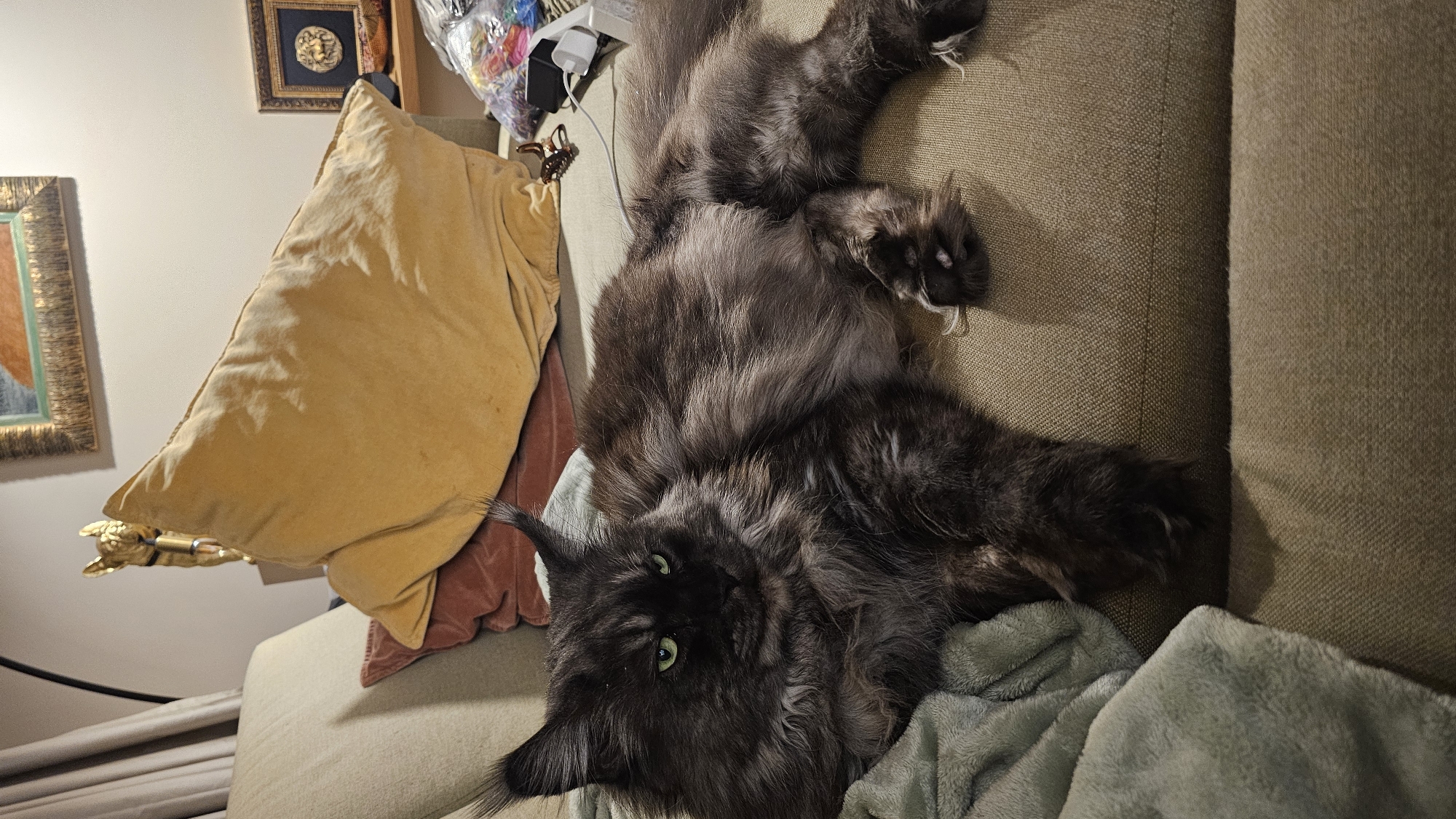 Cat relaxes upside down on couch in Bulgarian home