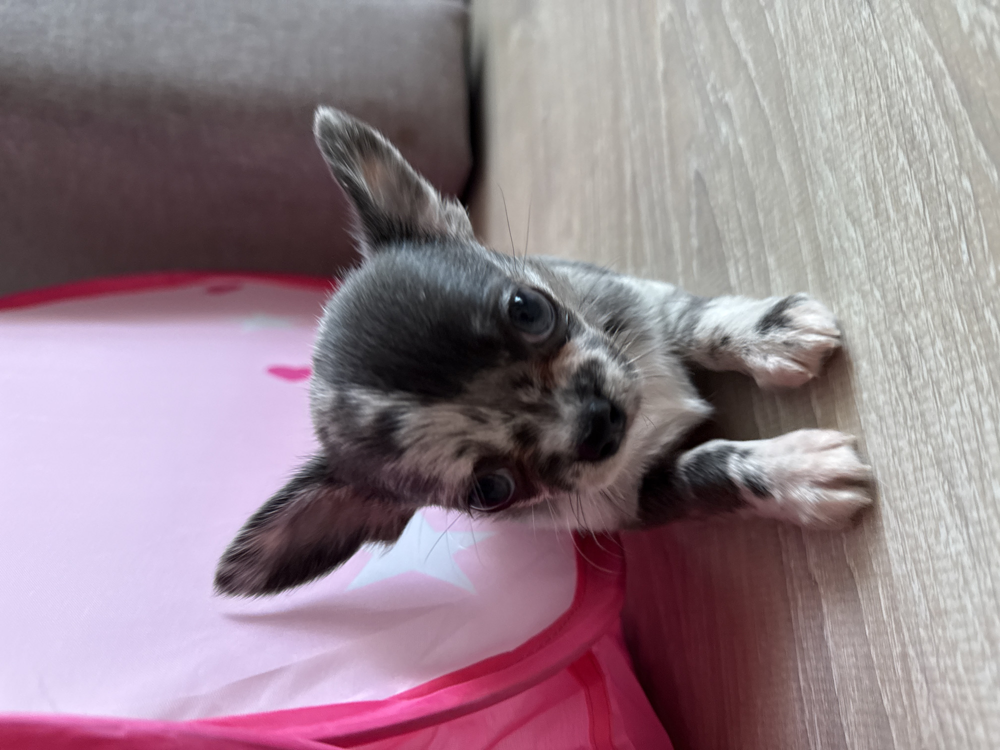 Merle chihuahua puppy explores a room in Svetly, Russia