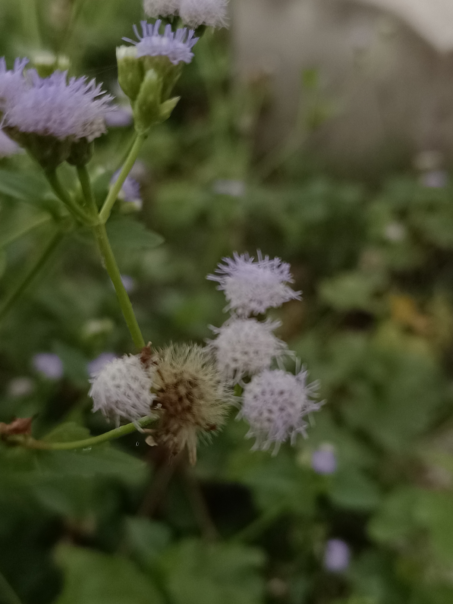 Dusk falls over fields, flowers, and skies in Meunasah Raya