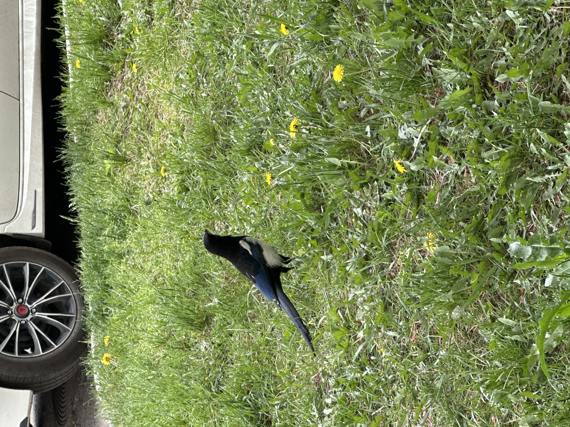 Spring wildlife observed in Khabarovsk: magpies, pigeons, blooming trees