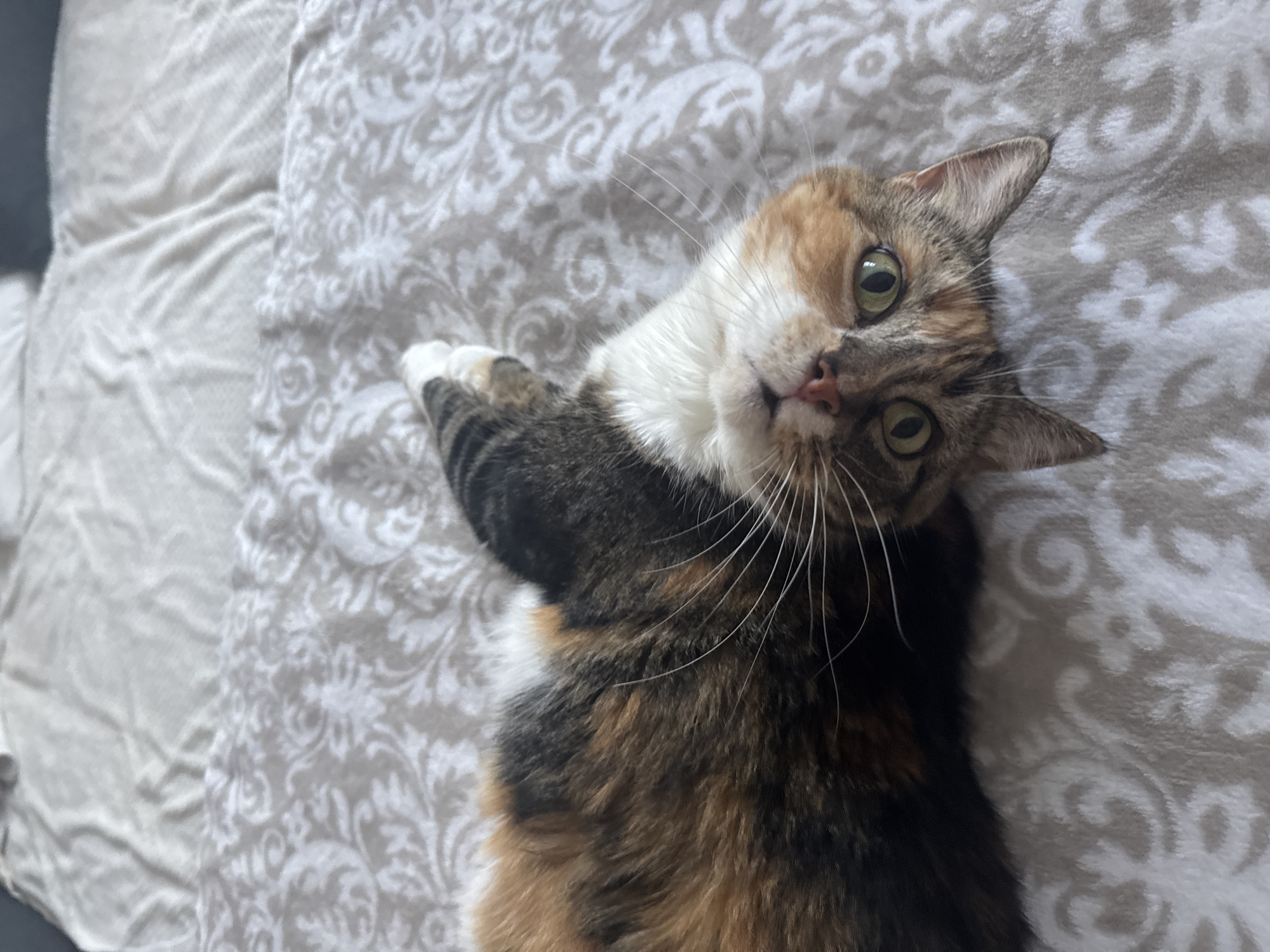 Lazy afternoon at home in Riga with a calico cat
